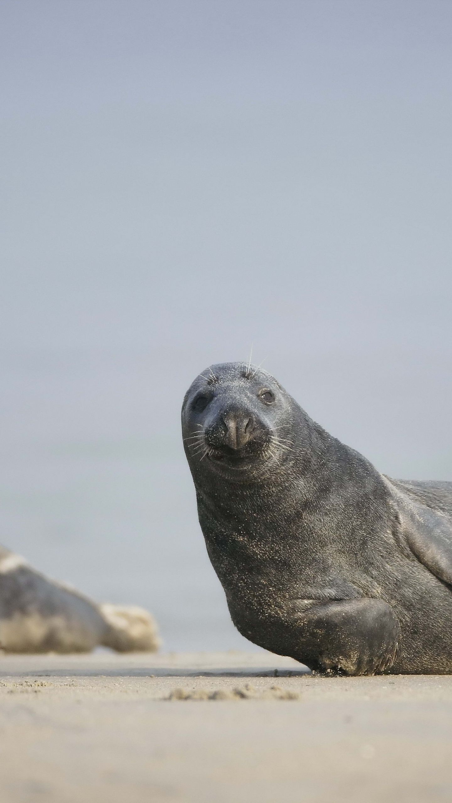 1440x2560  baby Seal Walpapers - Свободный фон для детских уплотнений - WalpaperAccess