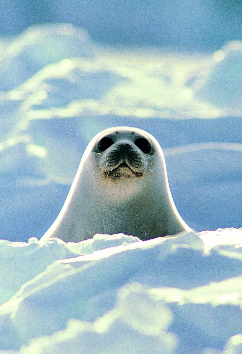 820x1199  1440x2960 ​​Farce Sceed, Edge, Note, LG G4 HD FOSH_1440x2960 ​​Farce, Sneck, Water, LG G4 HD FOOSH_1440X2960. Samsung Galaxy Примечание 9,8, S9, S8, S8+ QHD обои, HD животные 4K обои, изображения, фотографии и фон - обои Den