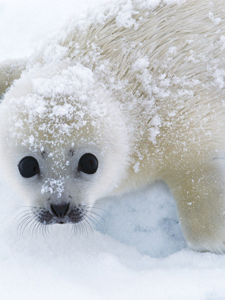 768x1024  harp Seal HD обои | 7wallpapers.net 