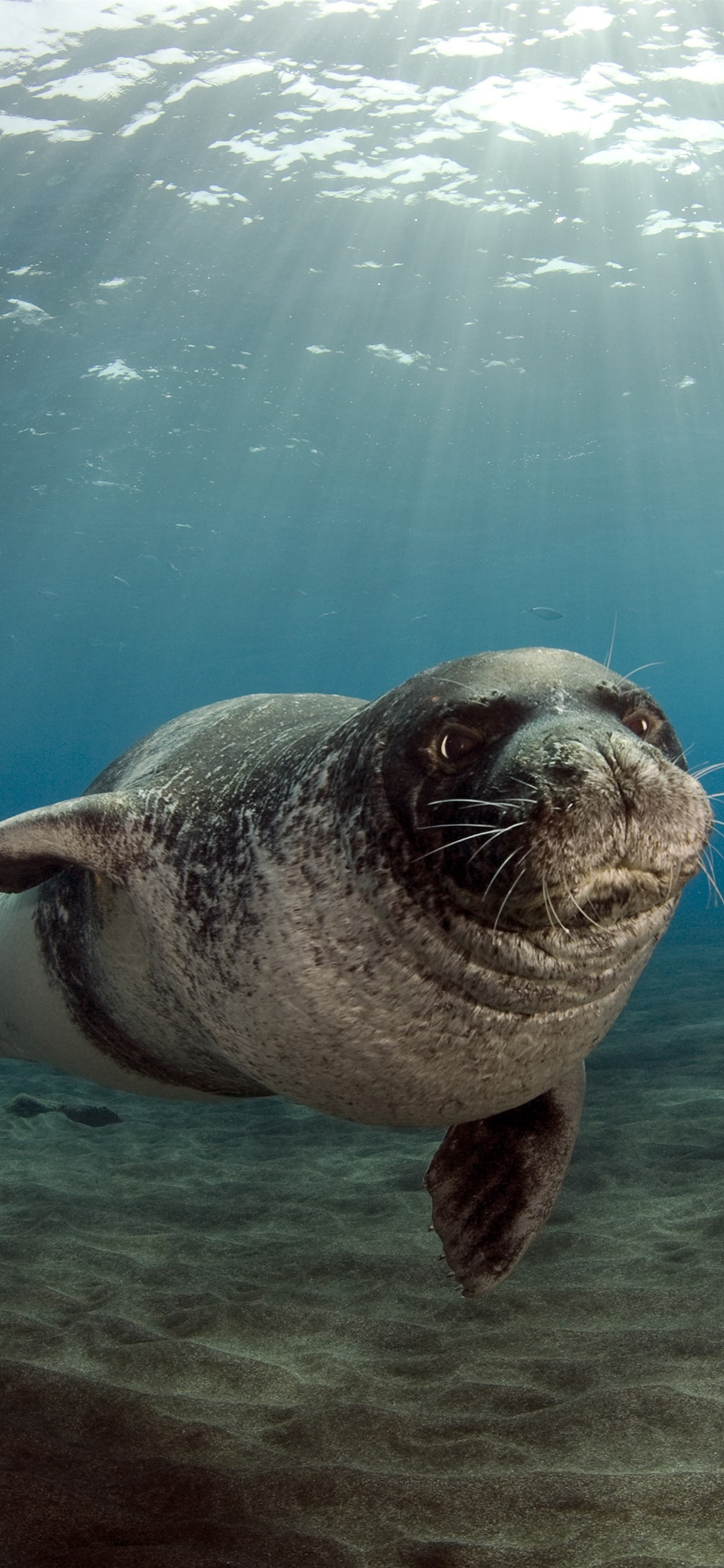 1242x2688  wallpaper Sea Animal, Seals, Underwand, Sunshine 3840x2160 UHD 4K Picture, Image
