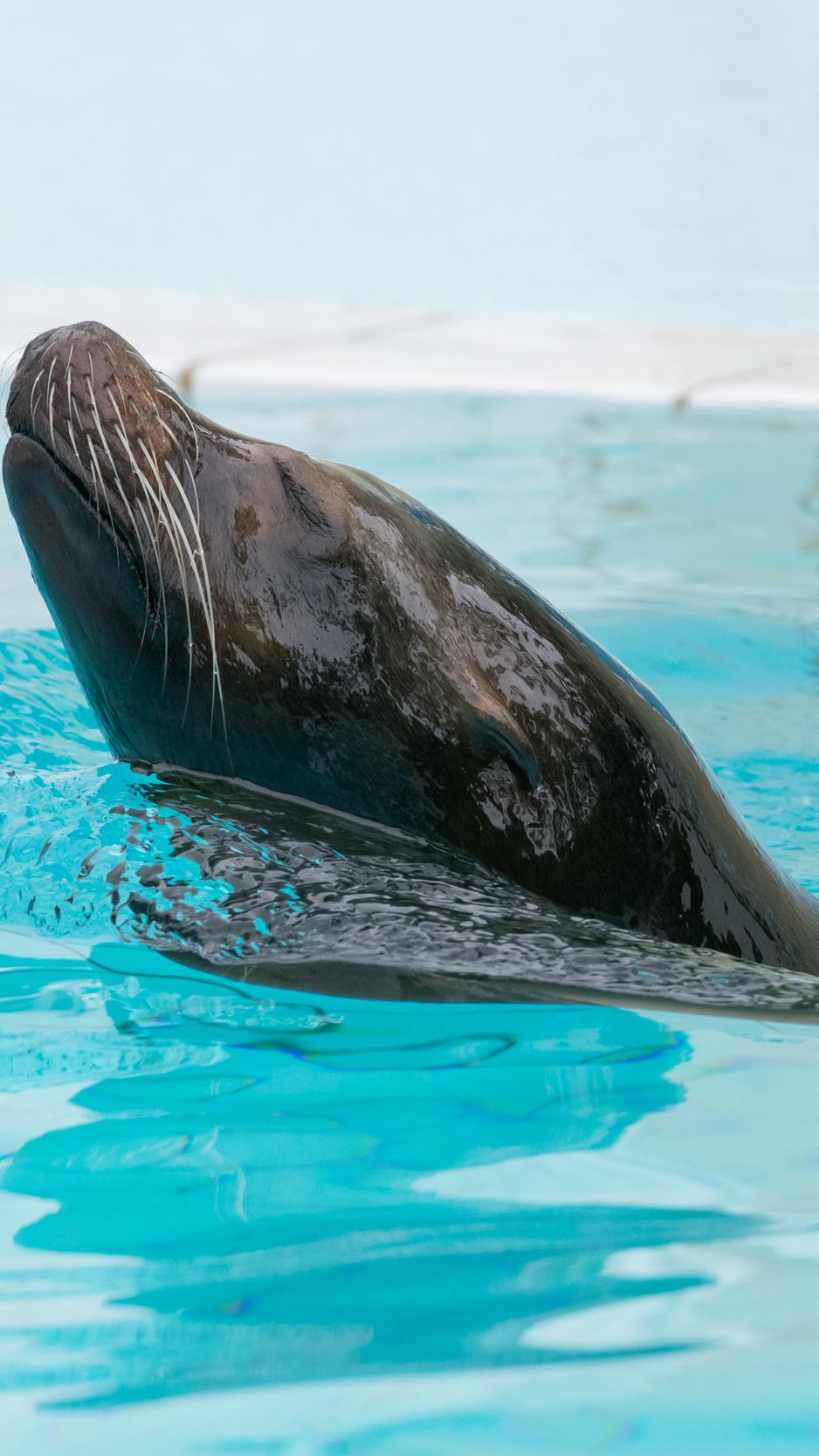 938x1668   Download Wallpap | Скачать бесплатные изображения на UNSPlash