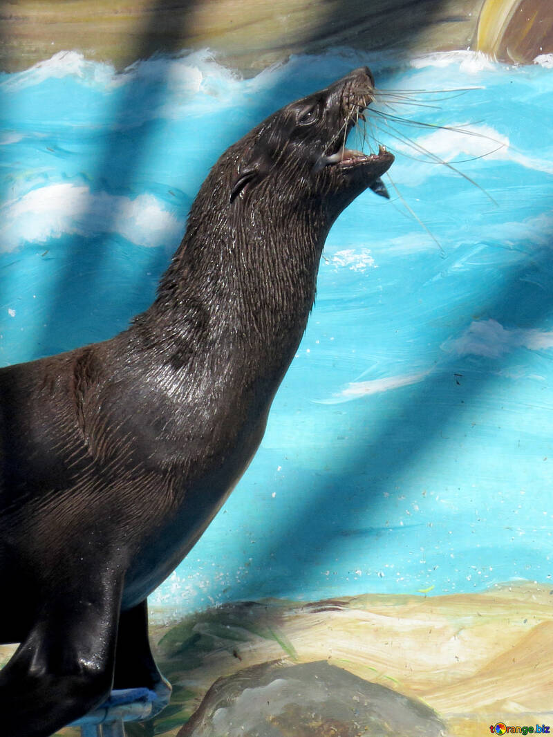 800x1066   Будь счастлив, животное, детка, милая, печать, улыбка, HD Телефон Обои | Peakpx