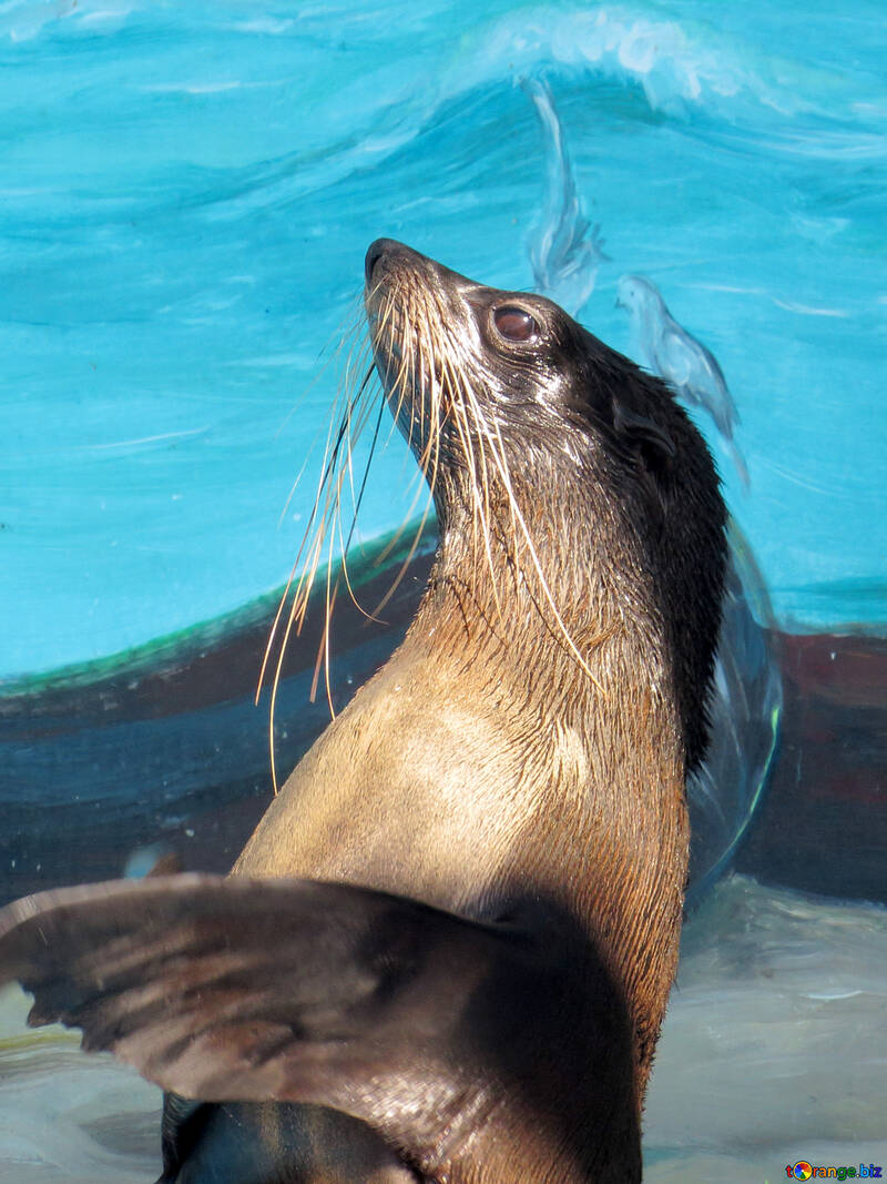 800x1067  cute Baby Seal Kiss Ultra HD Фоновые обои для 4K UHD TV: широкоэкранный , милый, пожалуйста, не копируйте, зима, HD Телефон Обои | Peakpx