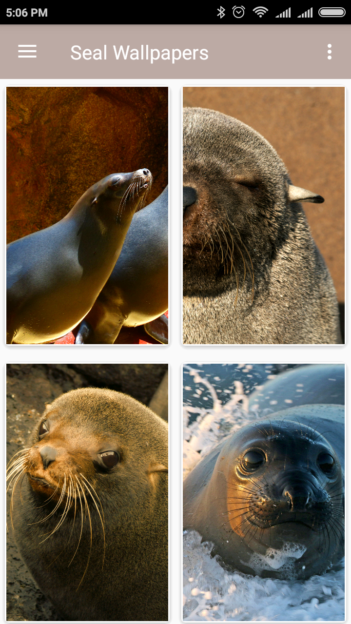 720x1280  Baby Seal 1080p, 2K, 4K, 5K HD Обои Скачать бесплатно | Обои Flare