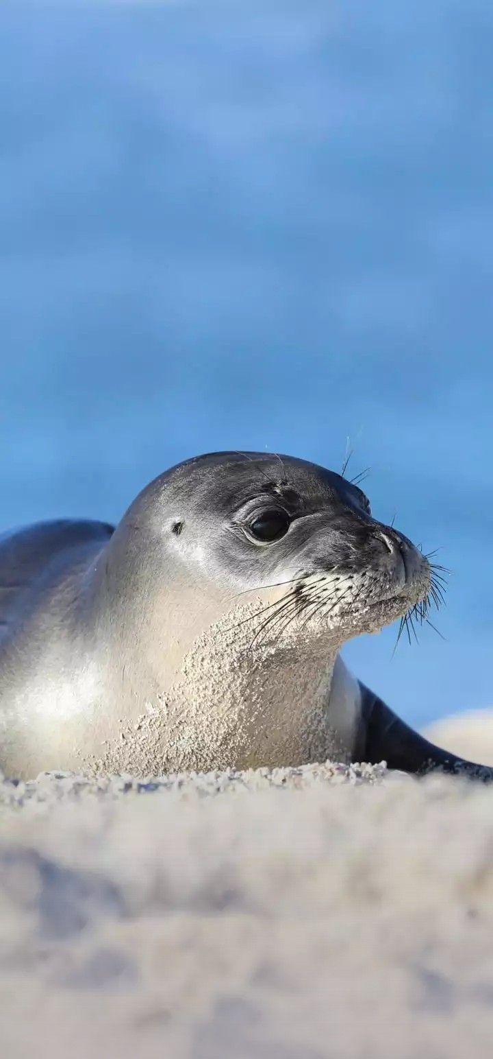 720x1544  cute Harp Seal Wallpaper для Android - APK скачать 