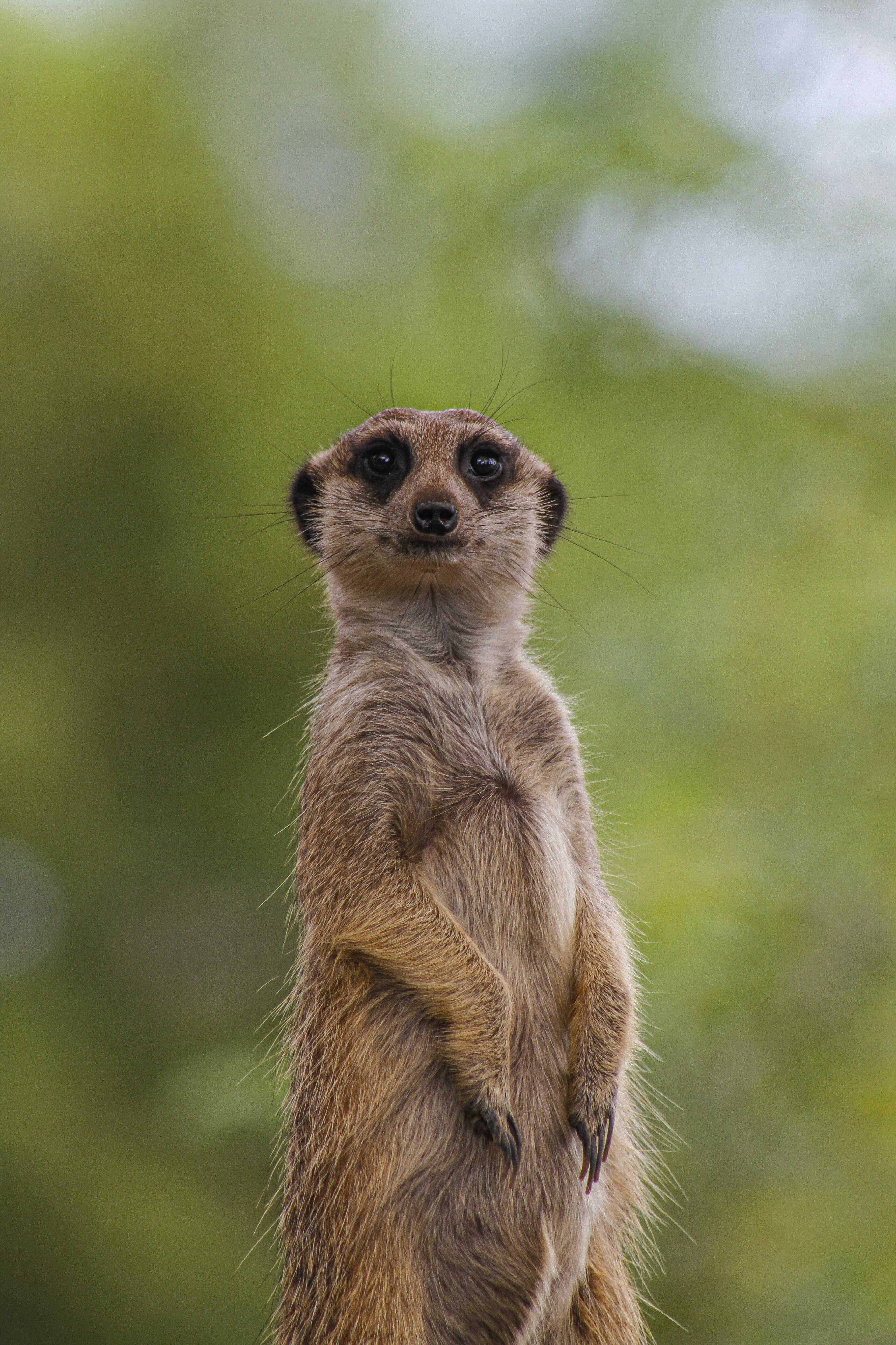 3456x5184  Meerkats Картинки | Скачать бесплатные изображения на Unsplash 