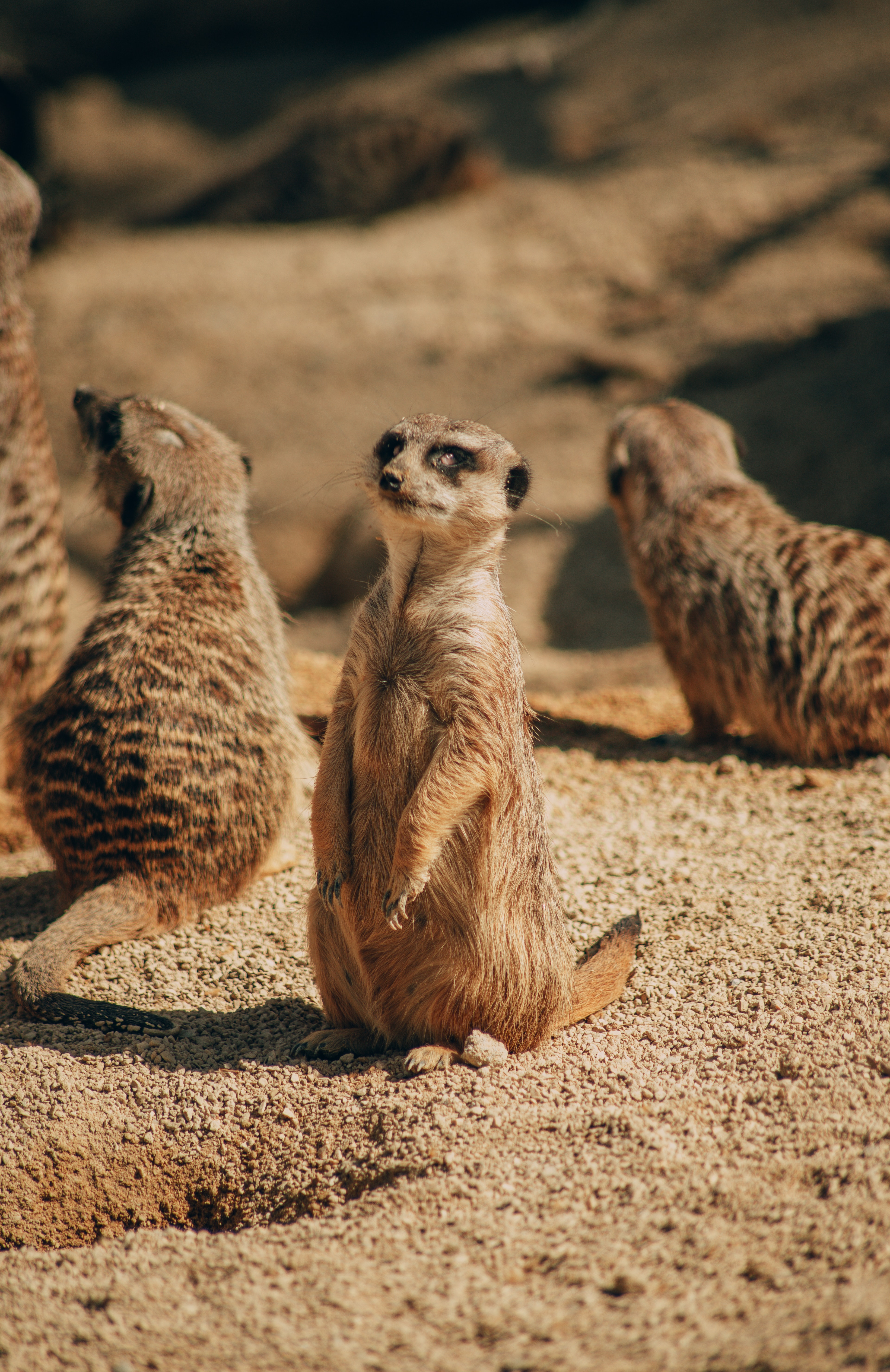 3840x5920   272+ Лучшие бесплатные сурикаты Стоковые фотографии \ U0026 Изображения · 100% скачивания HD 100%. Обои Flare