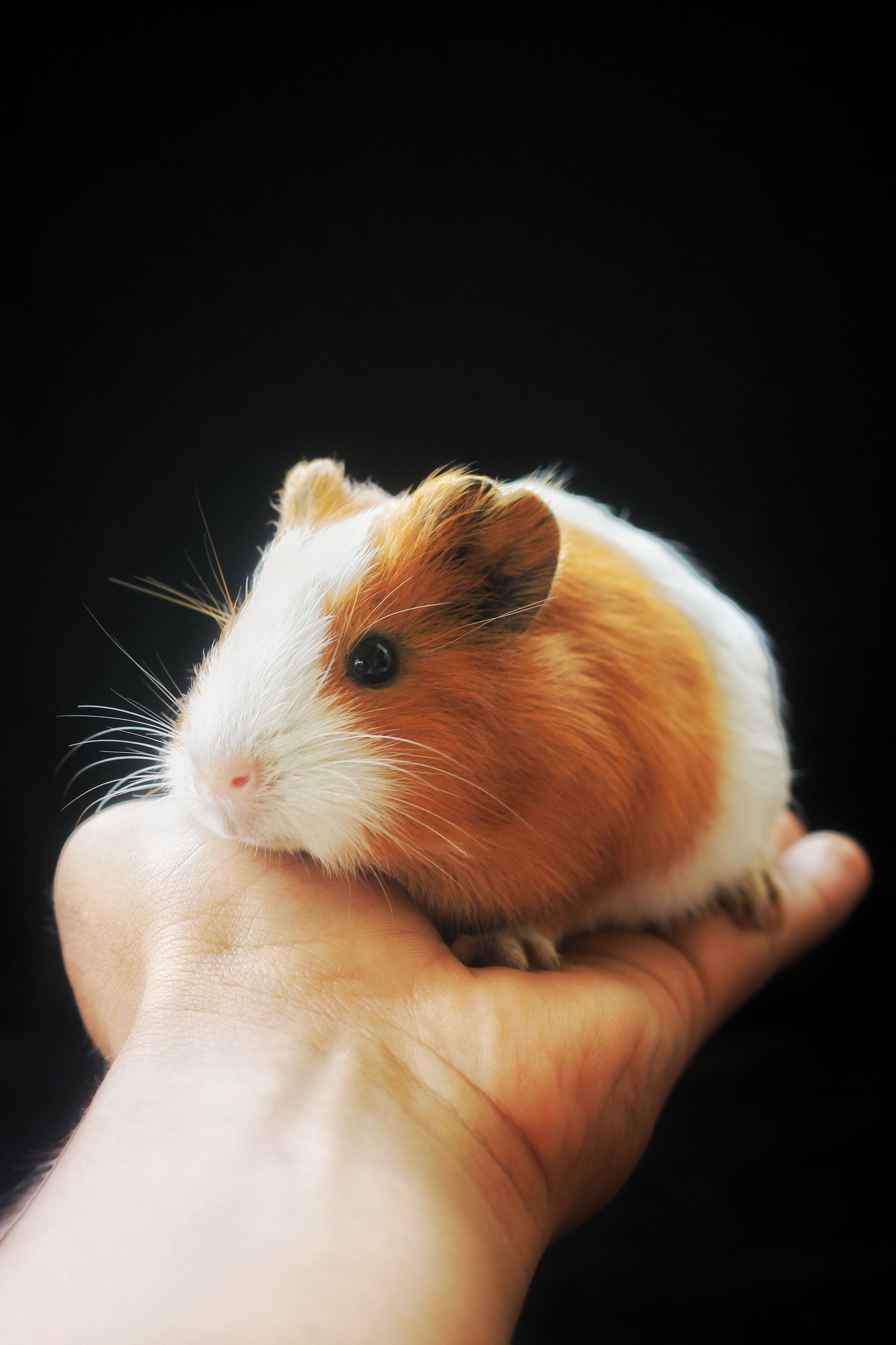 2848x4272  HD Guinea guine /bestprofilepictures.com/guinea-pig-images-forwallpaper/