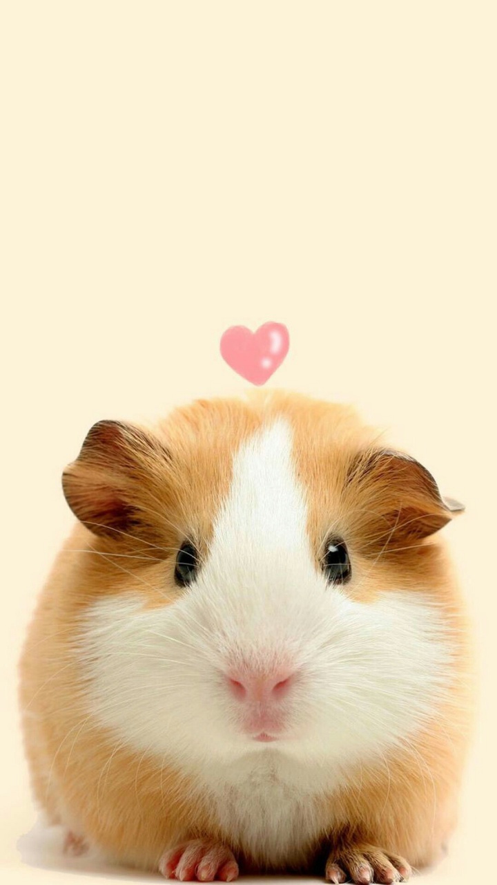 720x1280  pin на обоях 