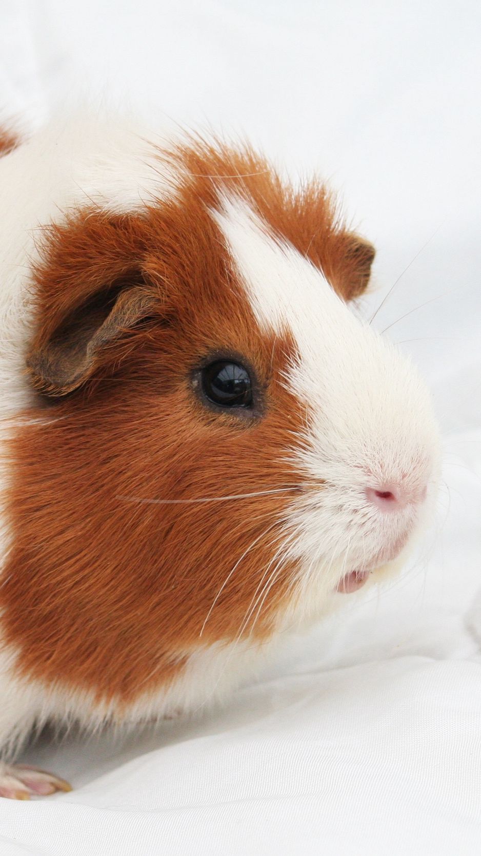 938x1668   -сгруппированный обои 938x166888 Guinewallpaper