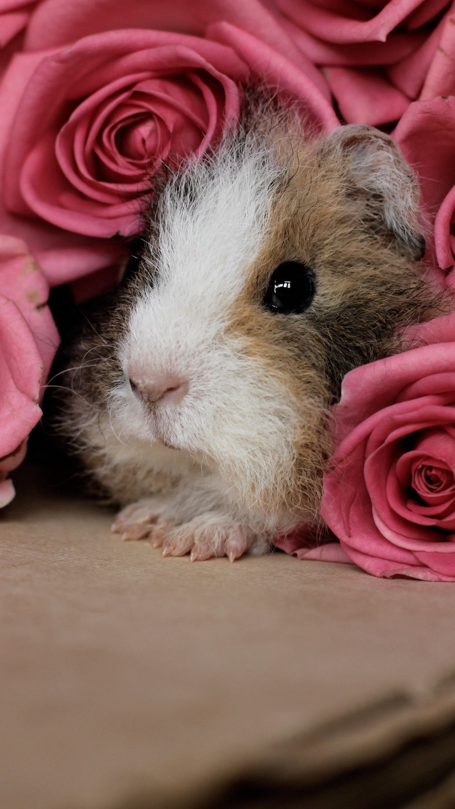 938x1668  guinea свиньи обои HD для Android - APK Download