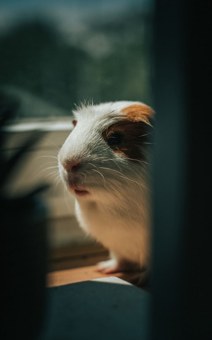 736x1177   Page 2 | Маленькие свиньи 1080p, 2K, 4K, 5K HD Обои Скачать бесплатно | Обои Flare 