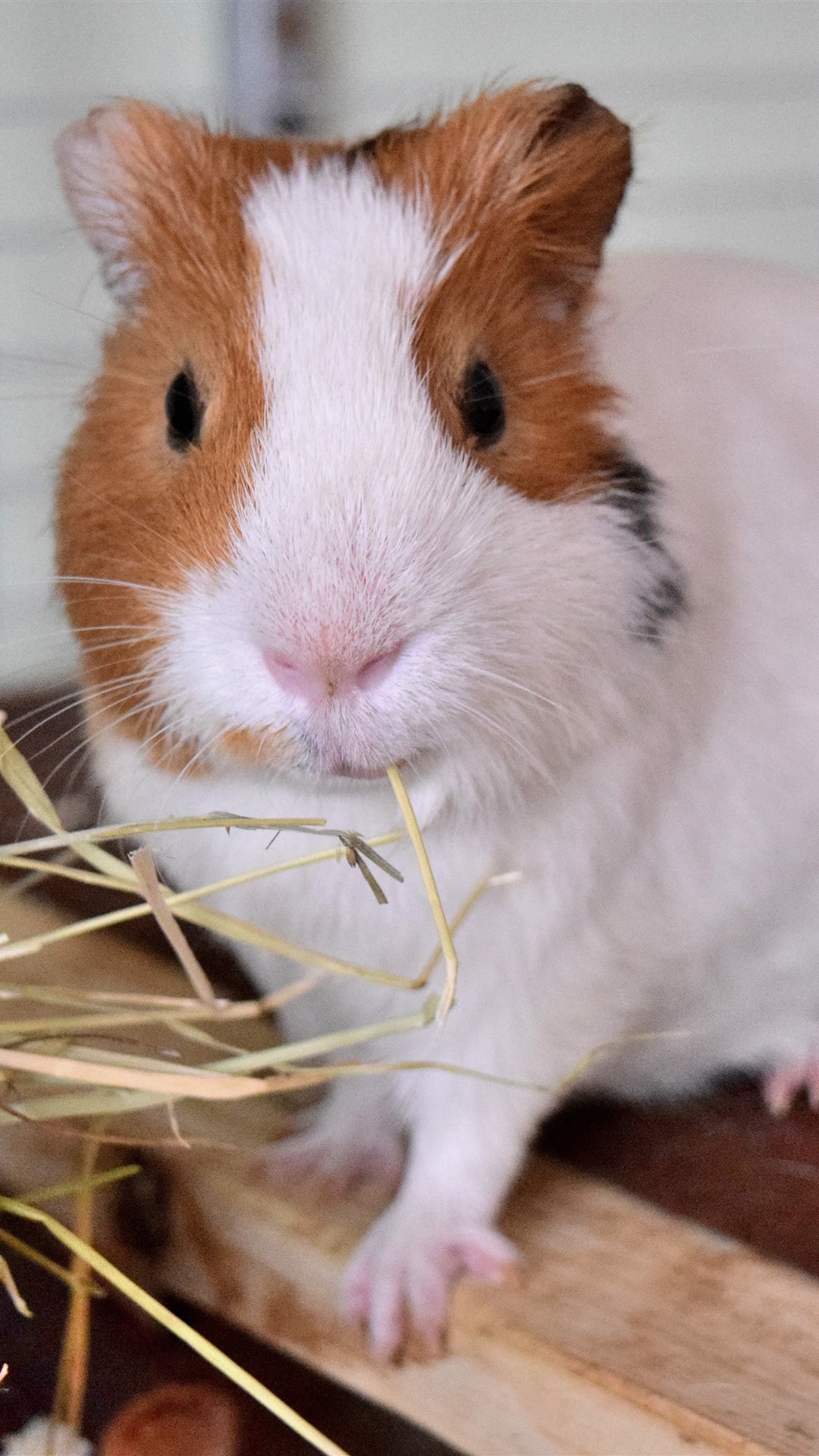 1080x1920  guinepaper pigs pigs pieg-wallpirese 