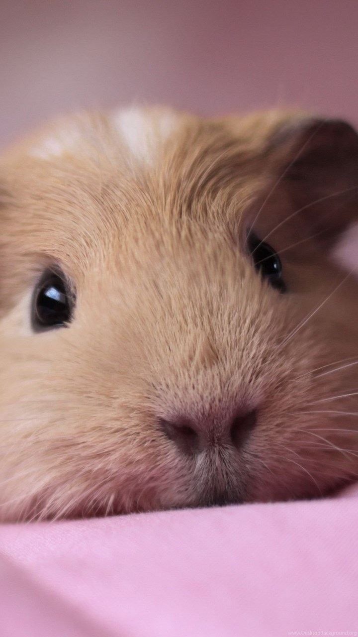 720x1280  rosette морской свинья 1080p, 2k, 4K, 5K HD Wallpapers бесплатно скачать | Обои Flare