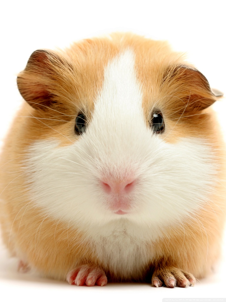 768x1024  iphone6papers.com | iPhone 6 обои | nd56-guinea-pig -cute-animal-pet-slue 