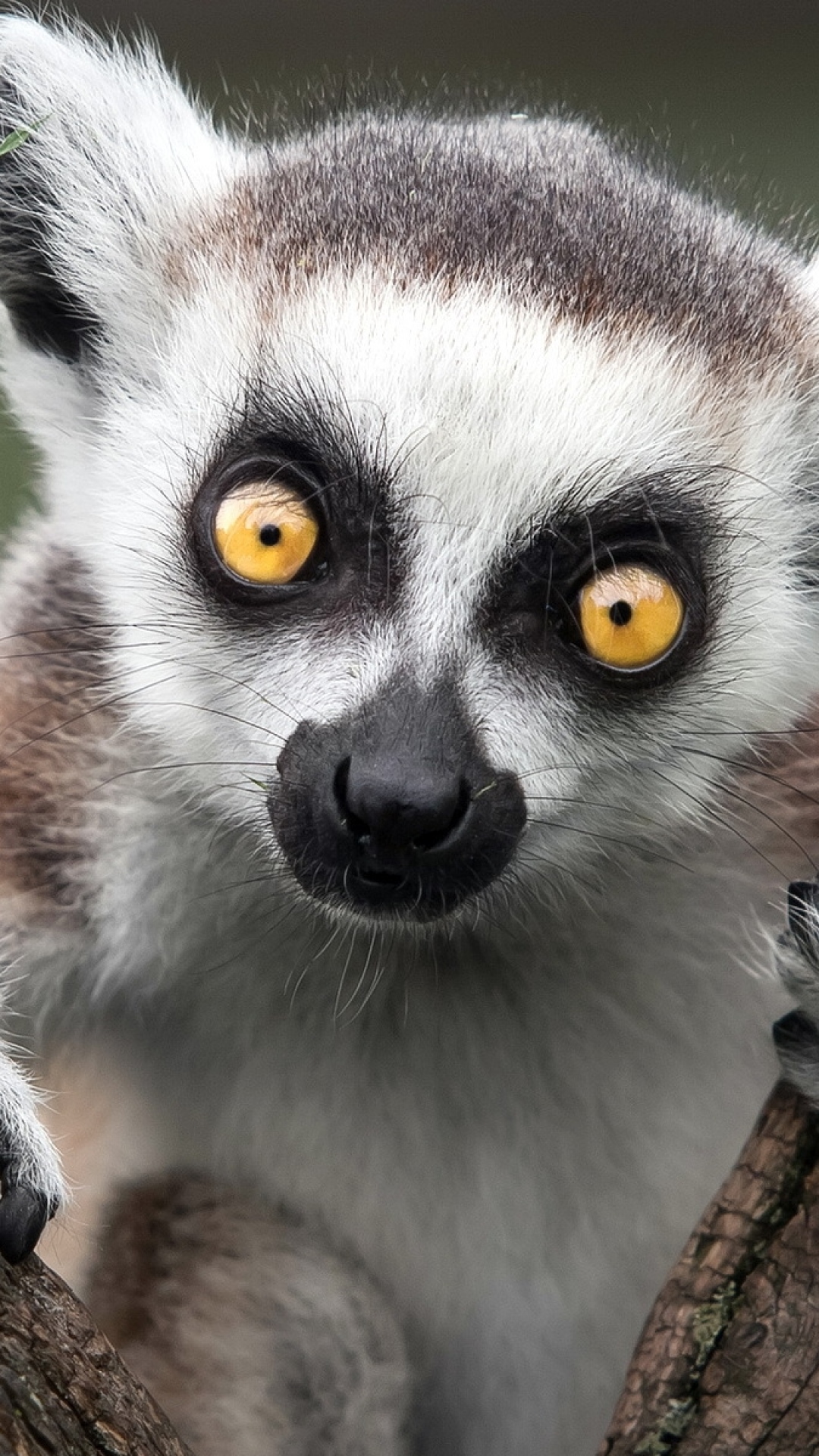 1080x1920   71+] Lemur обои на обои на обоях eallpapersafari