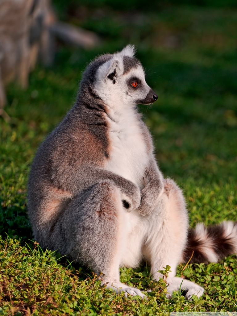 768x1024   Кольцево -хвост Lemur Ultra HD Фоновые обои на рабочем столе для 4K UHD TV: Multi Display, Dual Monitor: планшет: смартфон 