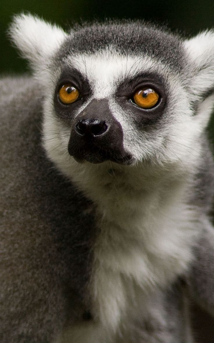 736x1177  latest Lemurs iPhone HD обои - ilikewallpaper