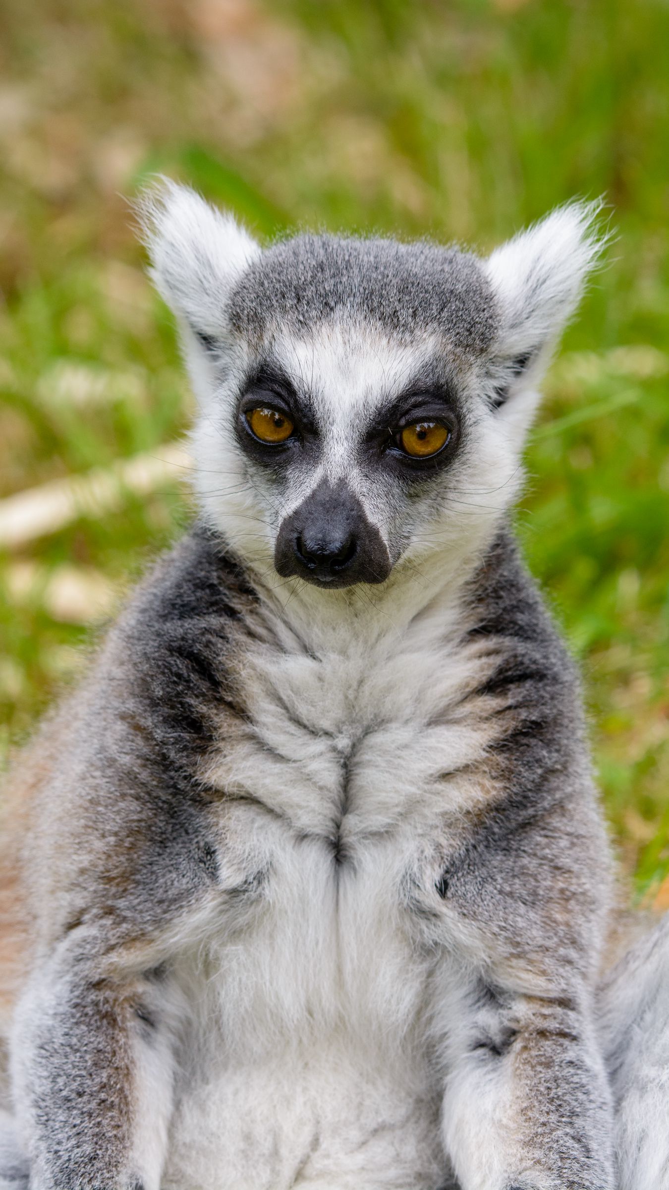 1350x2400  RING HAILED LEMUR MONKEY 1080P, 2K, 4K, 5K HD Обои бесплатно скачать | Обои Flare 