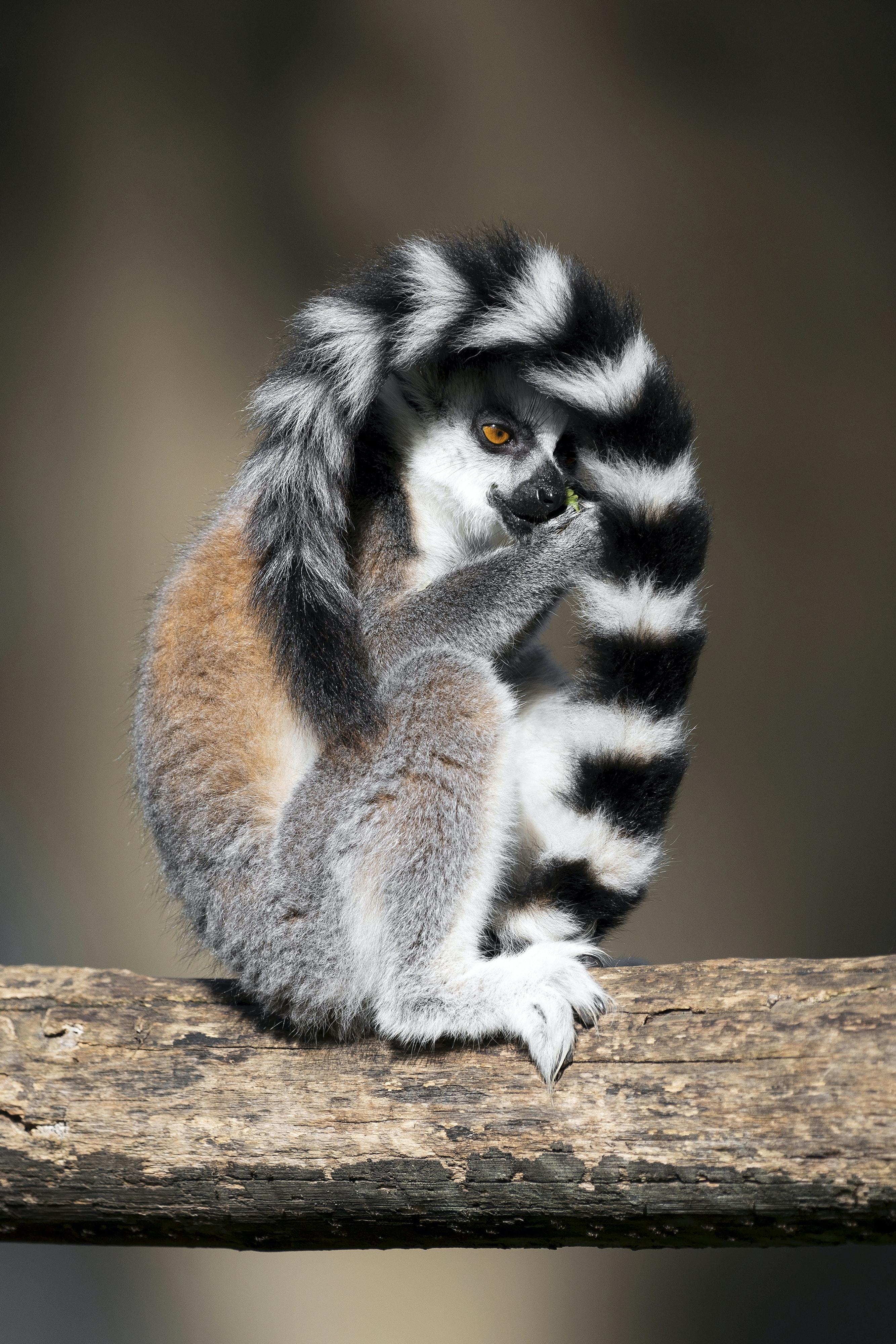 2667x4000   Download обои 1080x1920 Lemur, Dieldlife, Animal, Wood Samsung Galaxy S4, S5. Z1, Z2, Z3, HTC One, Lenovo Vibe HD фоновая фон 