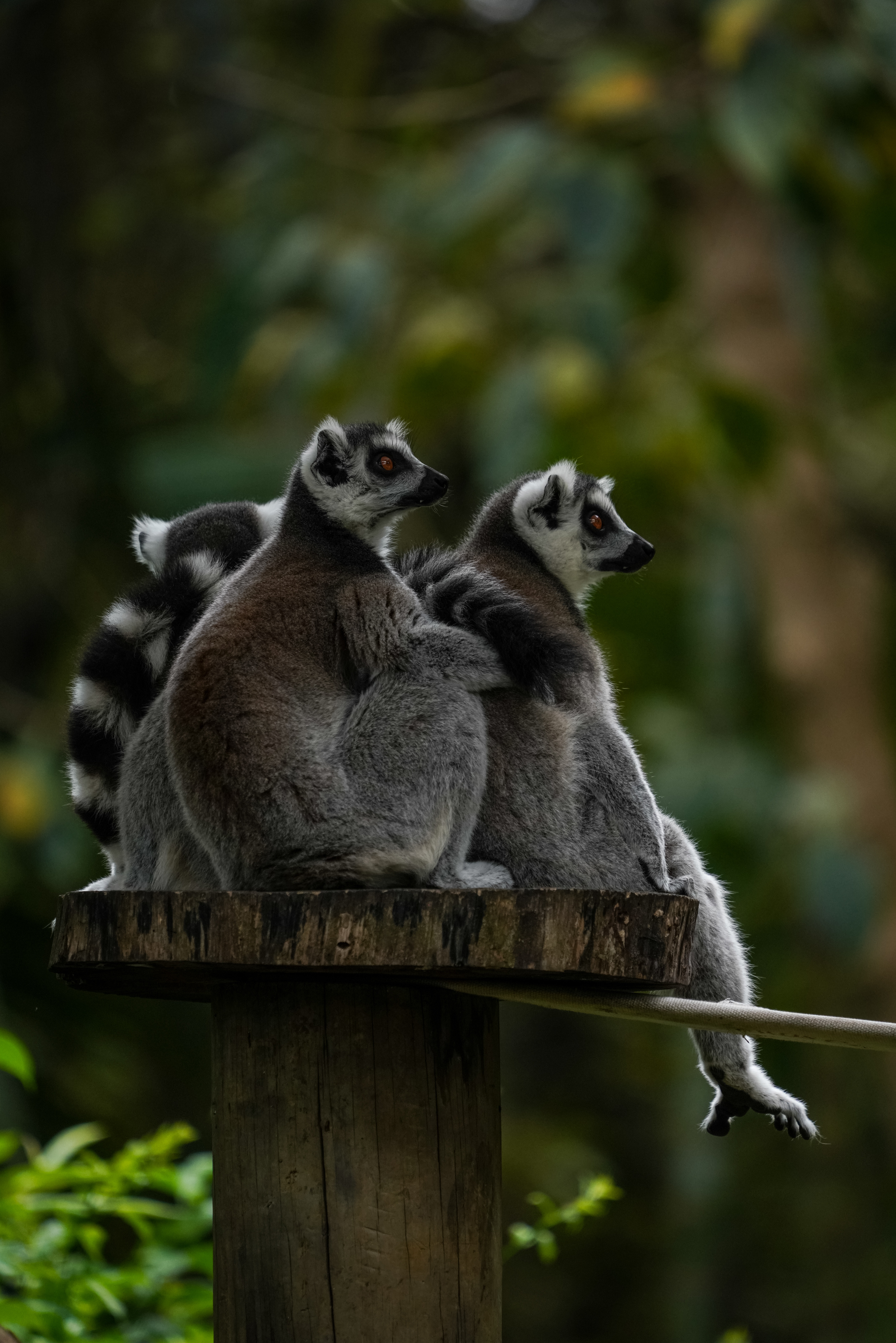 5030x7541  1080x2240 Zoboomafoo, 2014, Lemur 1080x2240 Резолюция обои, HD животные 4K обои, изображения, фотографии и фон - обои Den