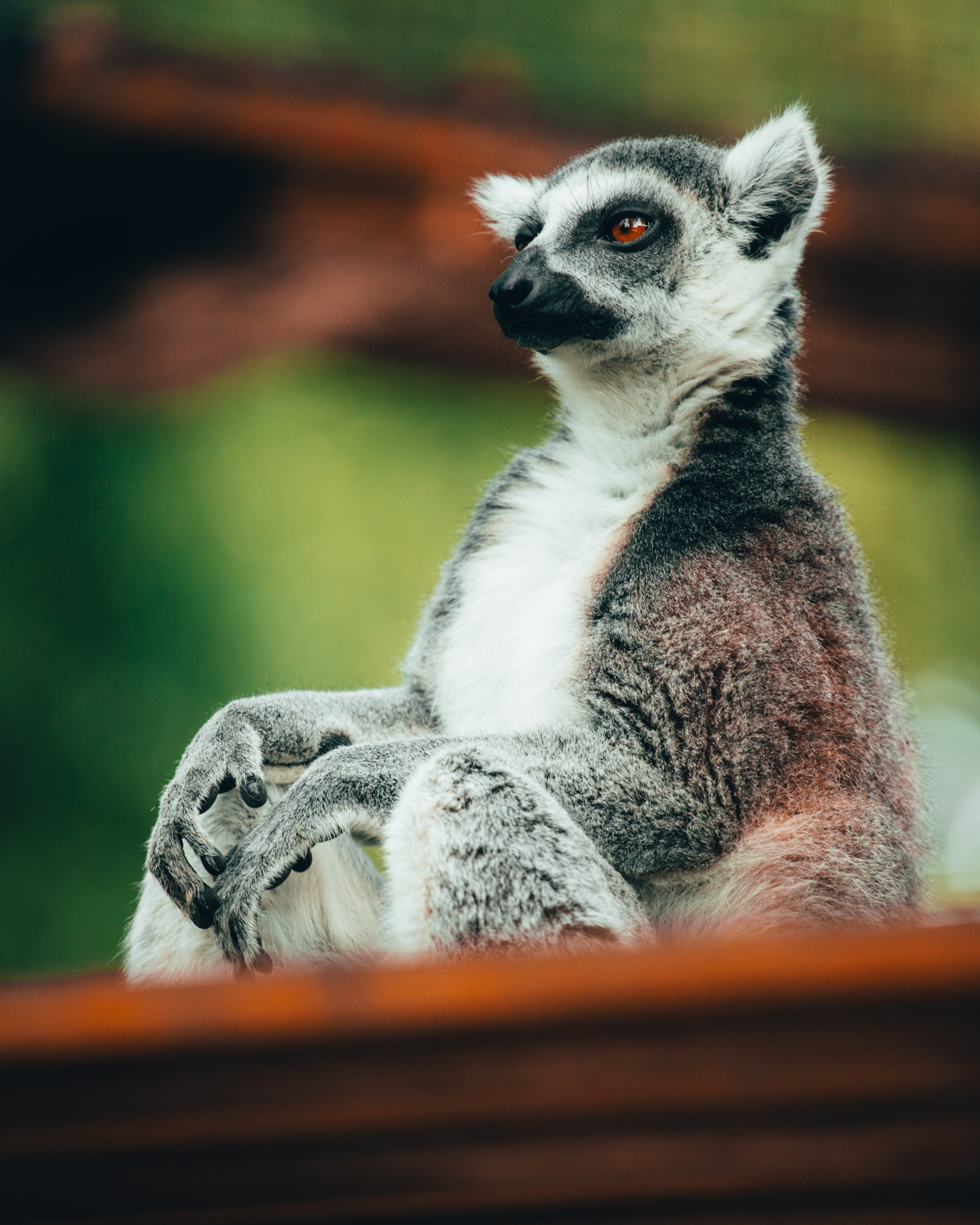 2908x3635  ring Lemurs Lemurs Out Out Ultra HD Фоновые обои для рабочего стола для 4K UHD TV: Широкоэкранный \ U0026 Ultrawide Desktop \ U0026 Ноутбук: планшет: смартфон 