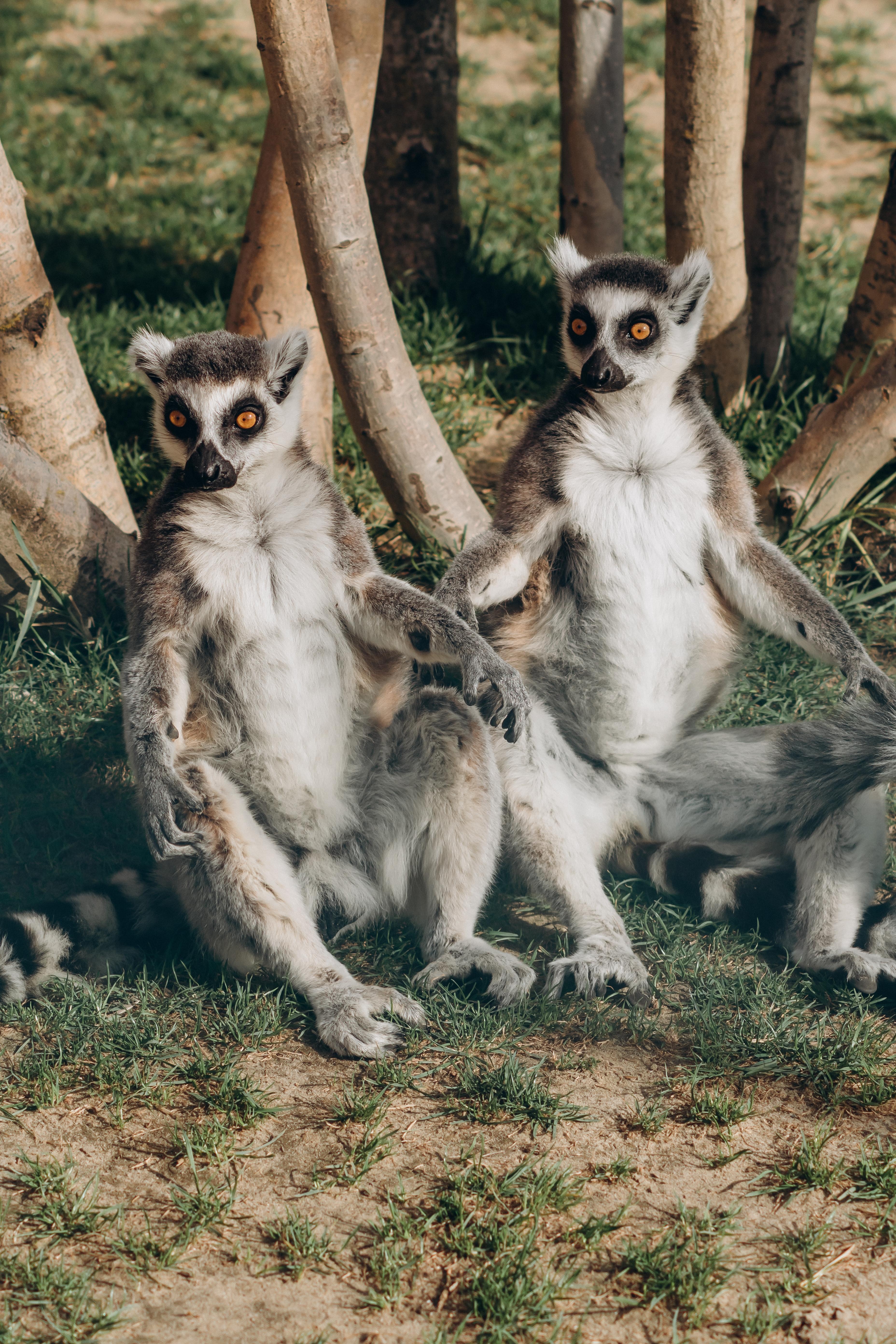 3712x5568  cute Lemur Wallpapers - Top бесплатно милые фона Lemur - WalpaperAccess