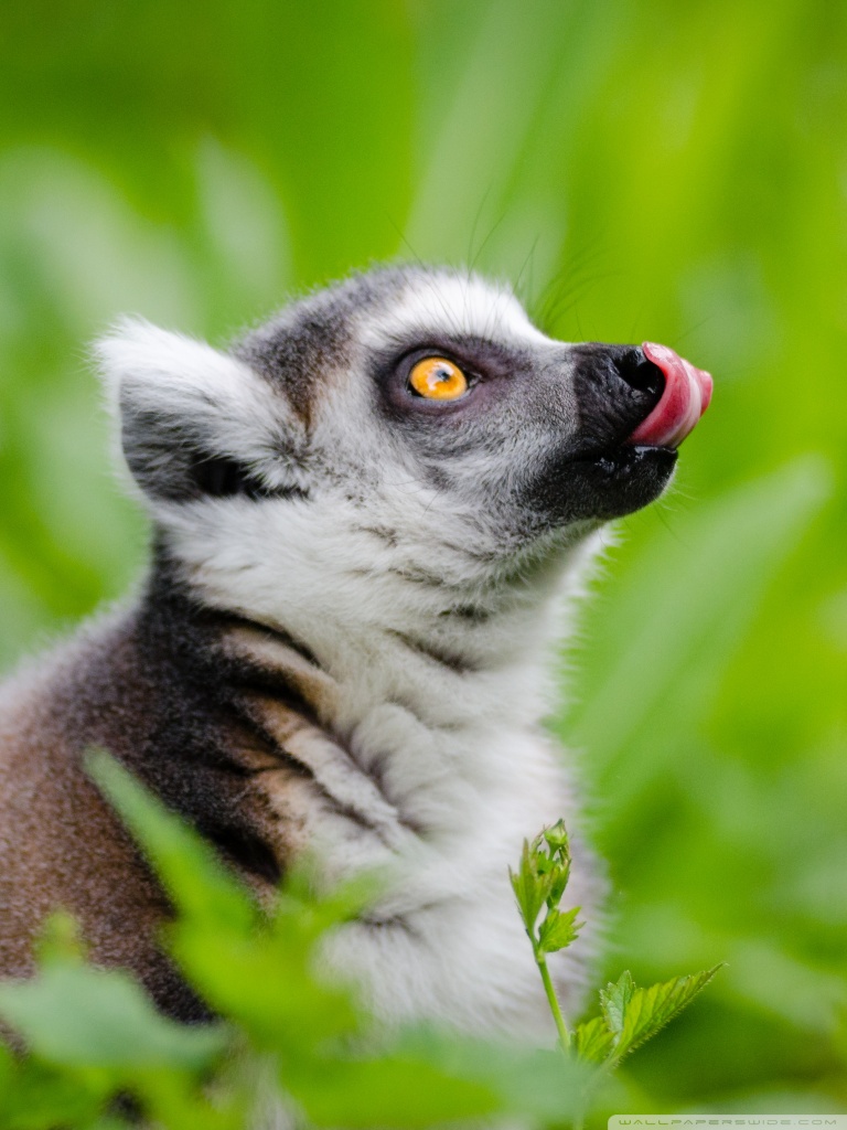 768x1024   "Lemur \" Wallpapers для мобильного телефона, бесплатный \ "Lemur \" Lemur \ "для мобильного телефона, бесплатный \" lemur \ "" Lemur \ "For Mobilefofle, Free \" Lemur \ "Lemur \" "Lemur \" для мобильного телефона, бесплатный \ "Lemur HD Pictures 
