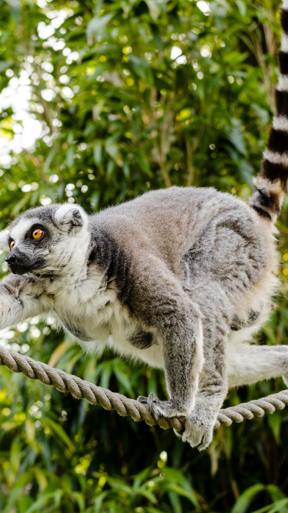 938x1668  best 100 Lemur Images [HD] | Скачать бесплатно прозрачное изображение \ u0026 Изменить фон на imgkits