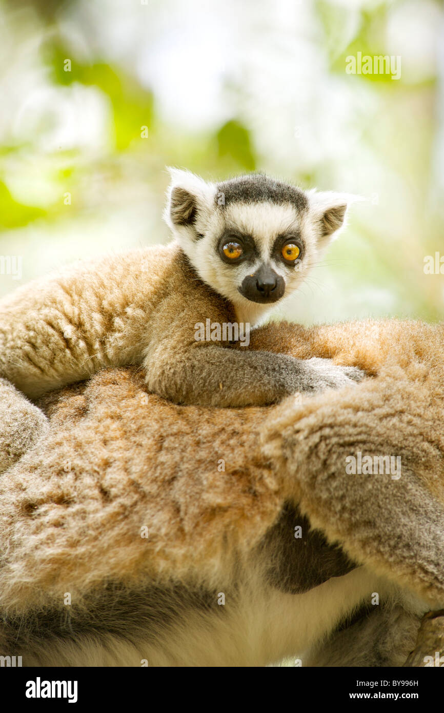 866x1390  WHOA - Лемурс Фото (17654014) - FanPop