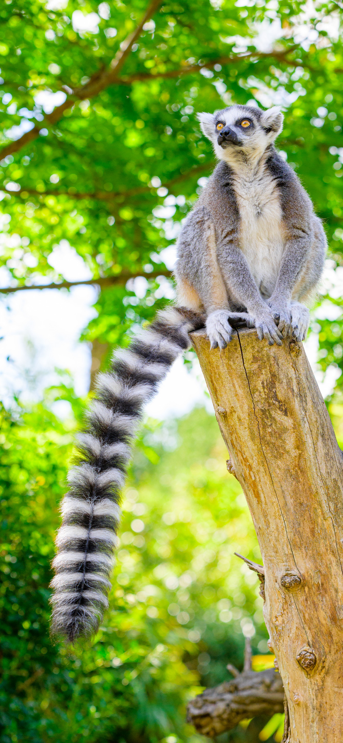 1125x2436  hd обои: Сифака Кокера, Propithecus coquereli, Duke Lemur Center | Обои Flare