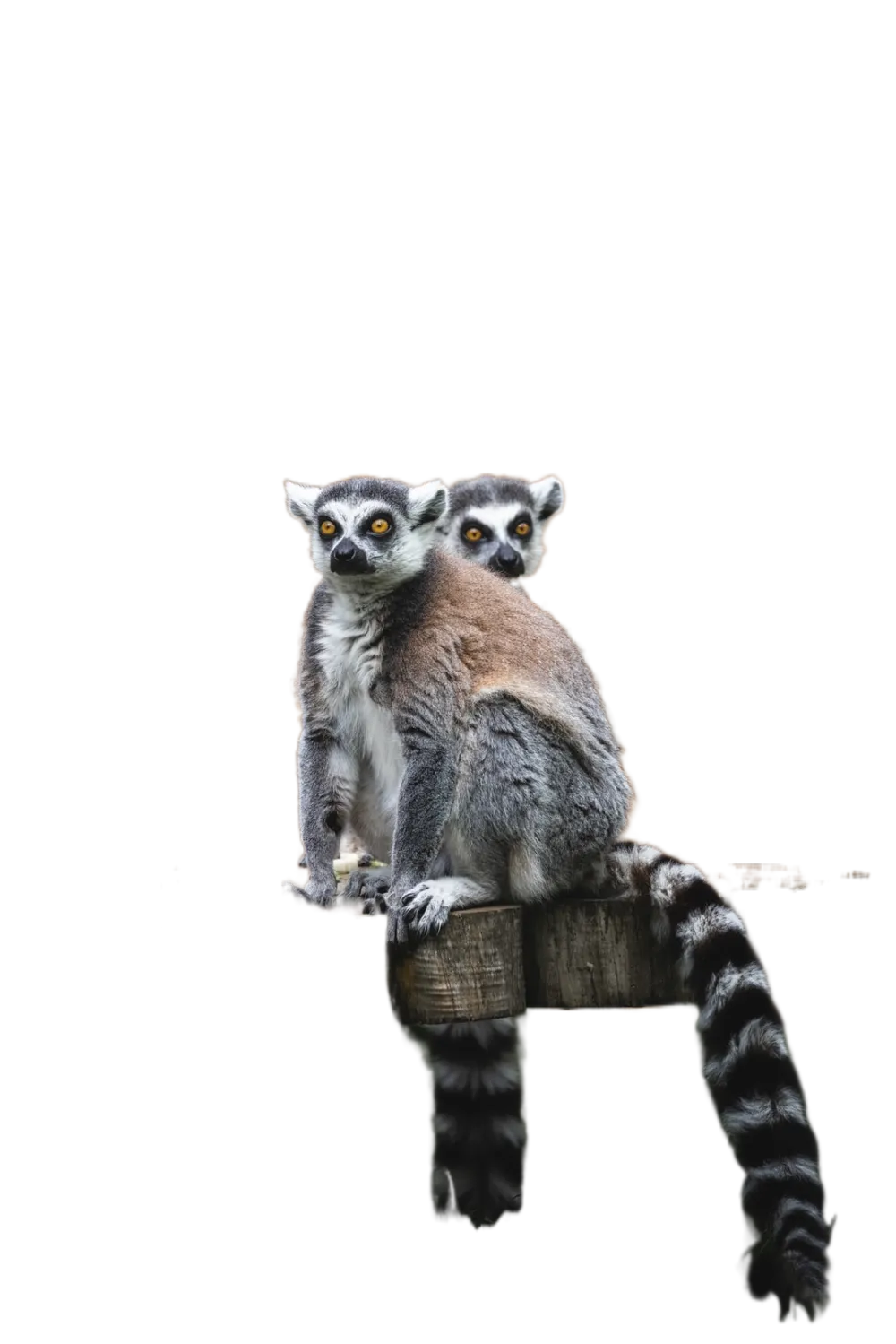 1000x1499   Download обои 800x1200 Lemur, Animal, Mucle, Eat iPhone 4S/4 для Parallax HD фоновой Бесплатные векторы, Stock Photos \ U0026 PSD
