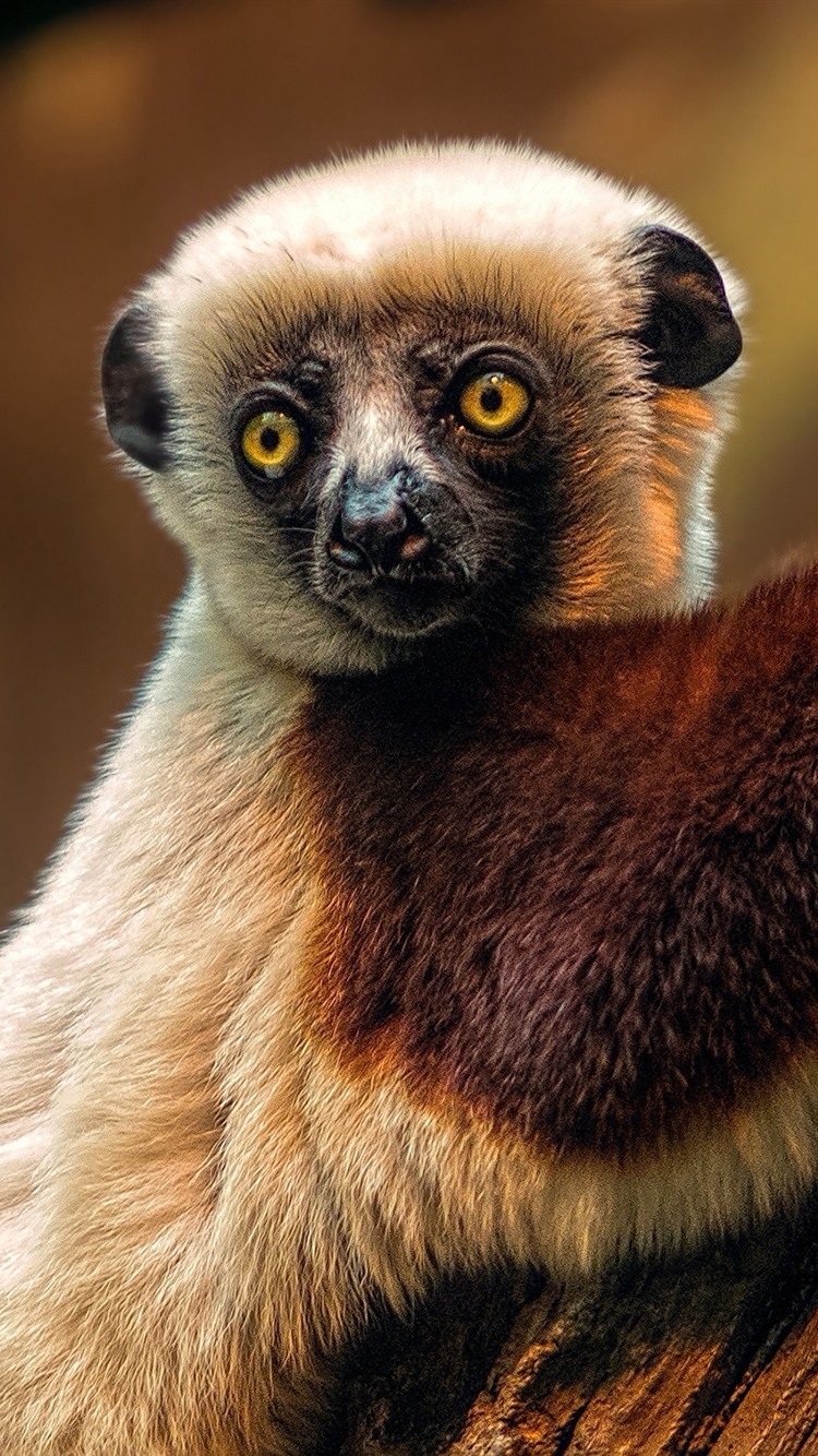 750x1334  BEST LEMURS IPHONE HD Обои HD - ILIKEWALLPPAPE