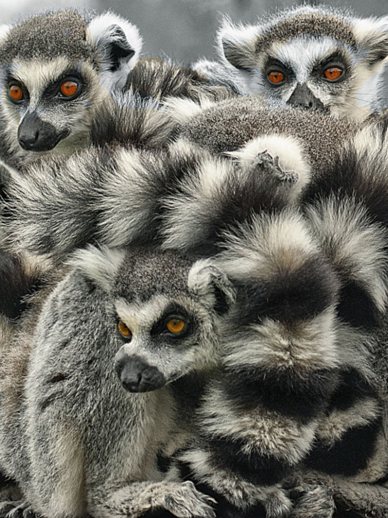 768x1024  BLACK и белый лемур на зеленой траве во время дневной фотографии - бесплатное изображение на Unsplash