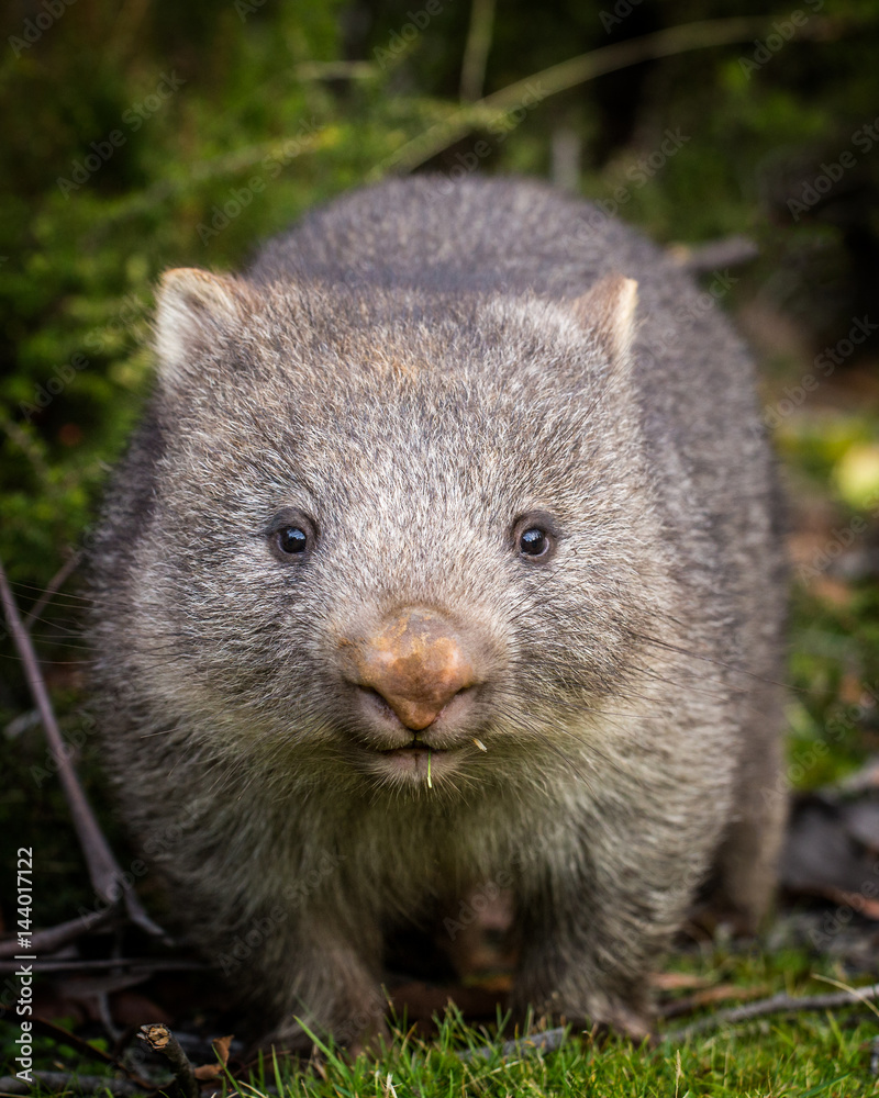 800x1000  Baby Wombat \ "Изображения - Просмотрите 20 стоковых фотографий, векторов и видео | Adobe Stock