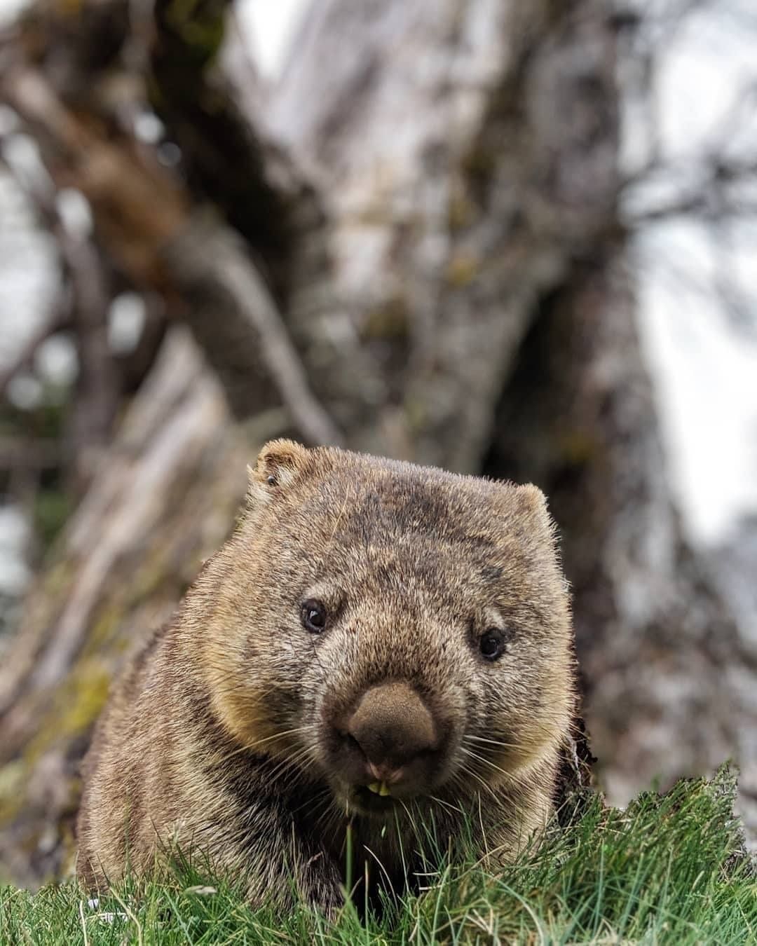 1080x1350  pin от Margaret Lewin on Love❤'''''''''''''''''''''' -австралийский , милый, остров Марии, Тасмания, HD Телефон Обои | Peakpx