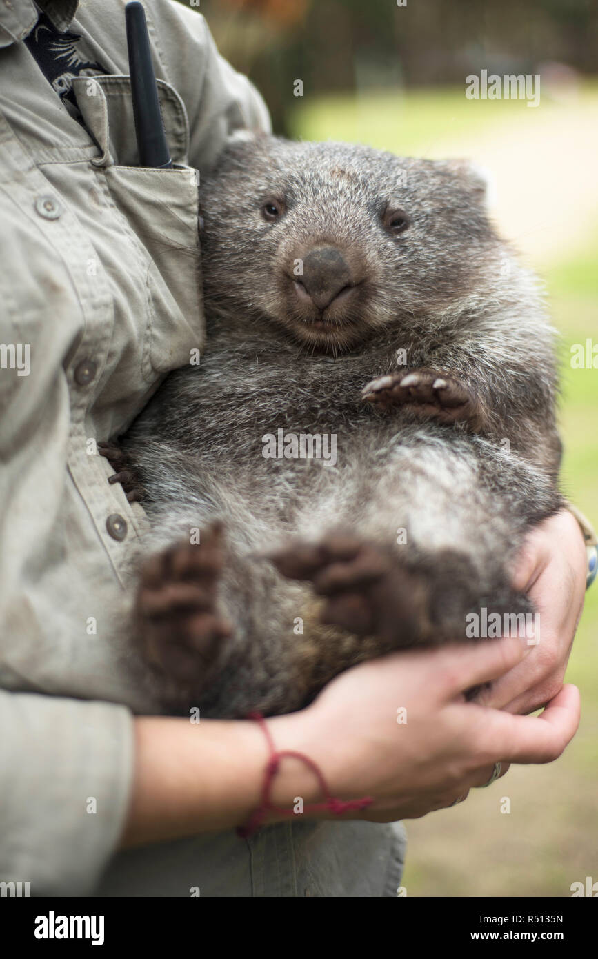 867x1390   Wombat 1080p, 2K, 4K, 5K HD Wallpapers Free Wallpapers Freepapers Freepapers. FLARE