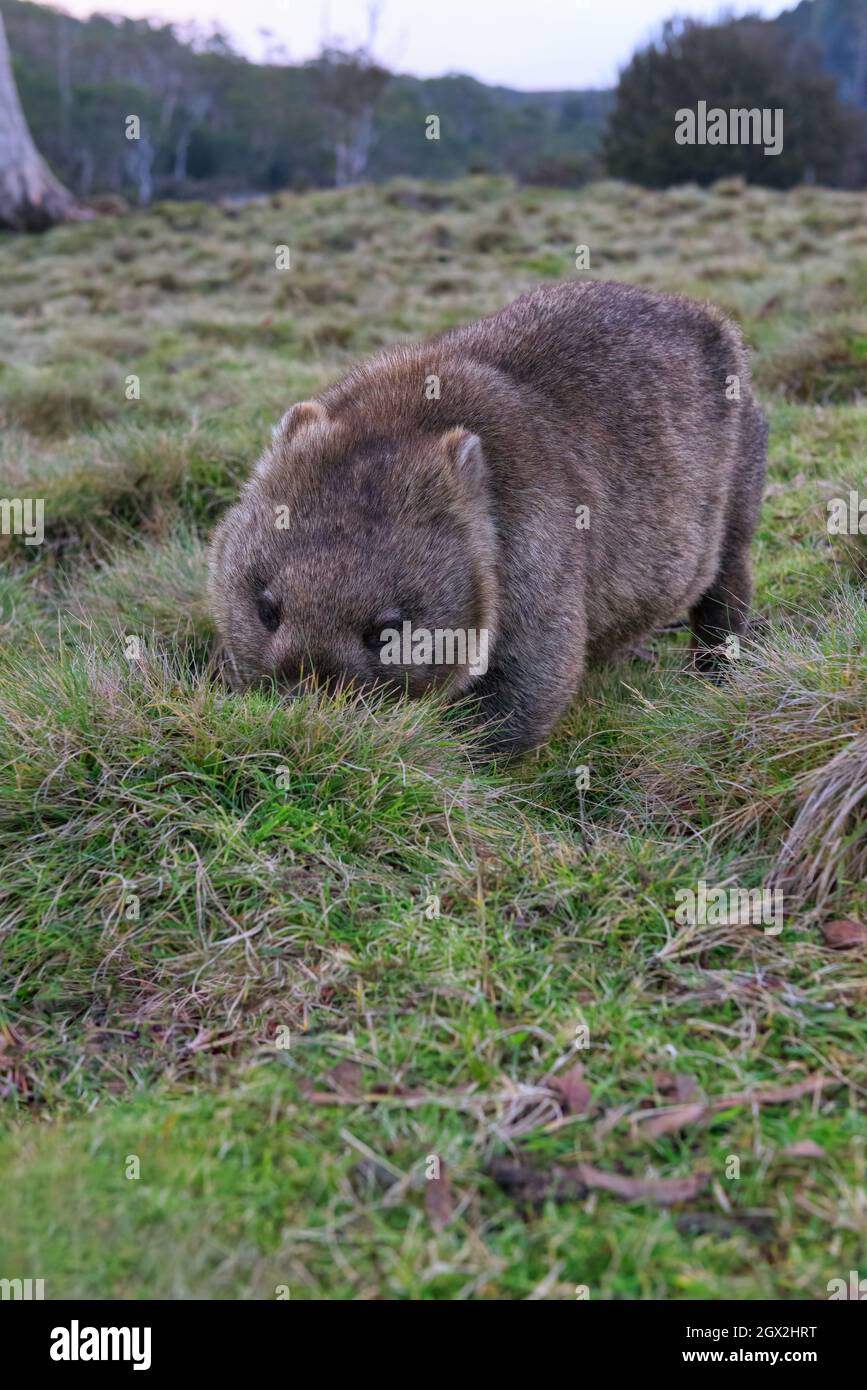 867x1390   Wombat Ходьба с высоким разрешением stock photography и изображения - Alamy 