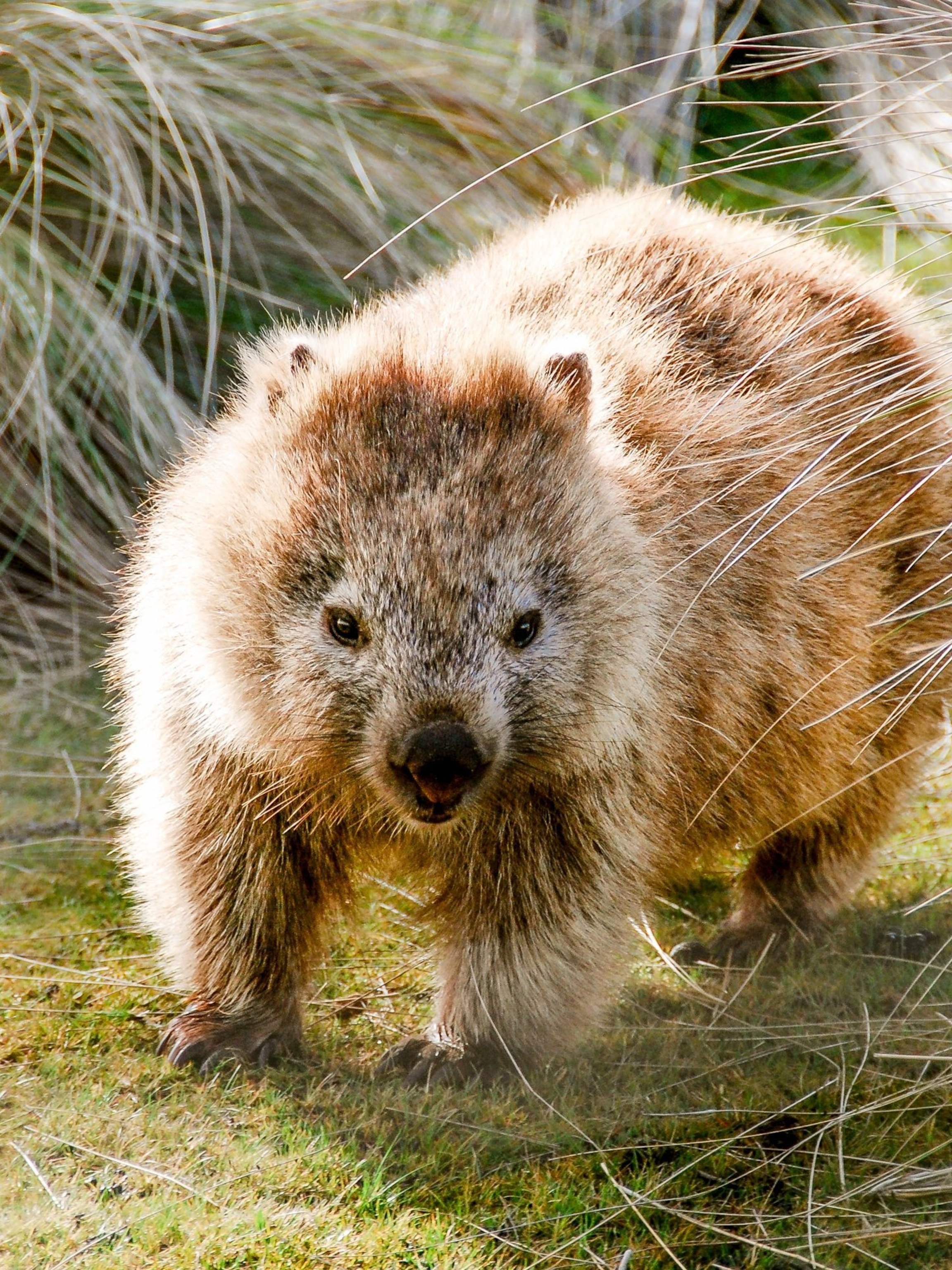 2304x3072   Wombat Bleistiftzeichnung Wildtier Kunst Kunstwerk | etsy österReich 