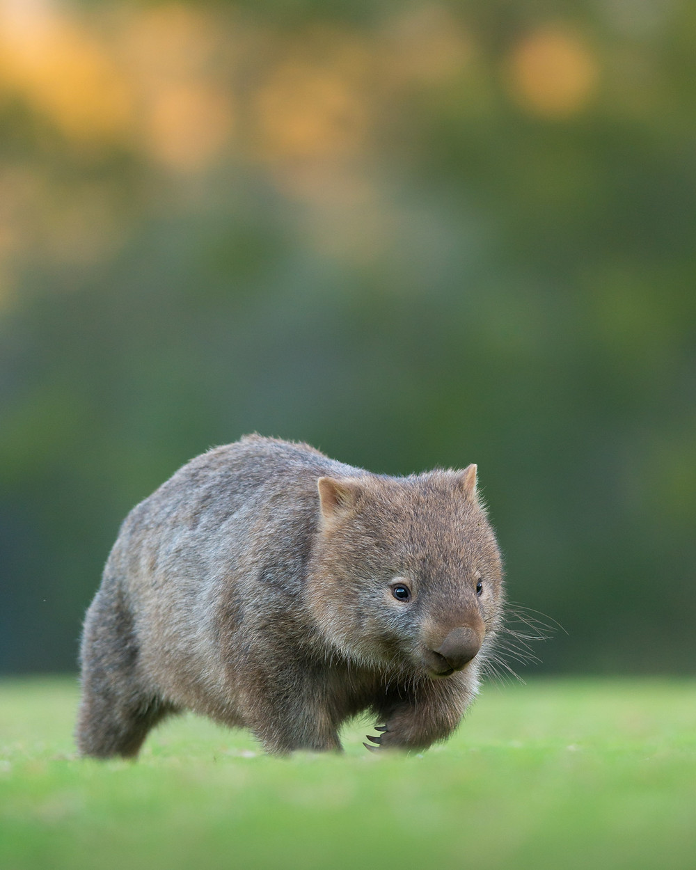 1000x1250  NPM WOMBAT, HD PNG Скачать, прозрачные изображения PNG - PNGITEM 