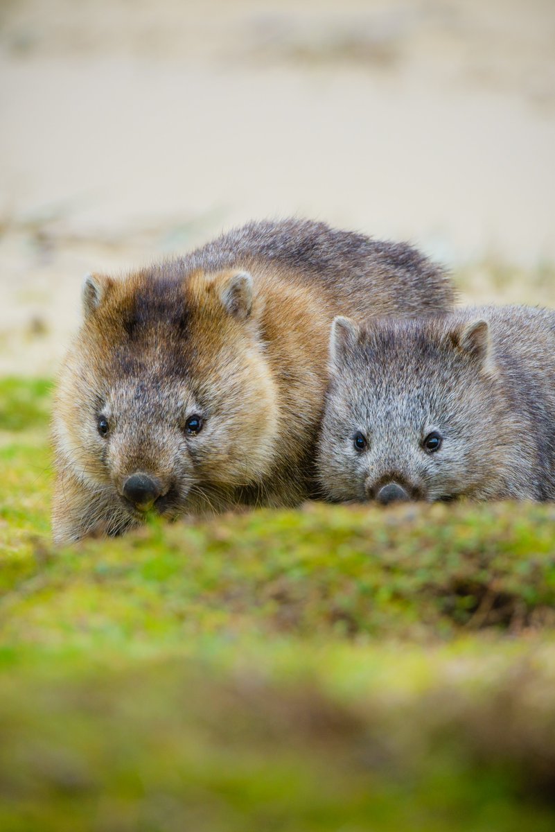 801x1200   Wombat Gesicht fotos-Kostenlose und Royalty FROCH-FOTOS von Dreamstime