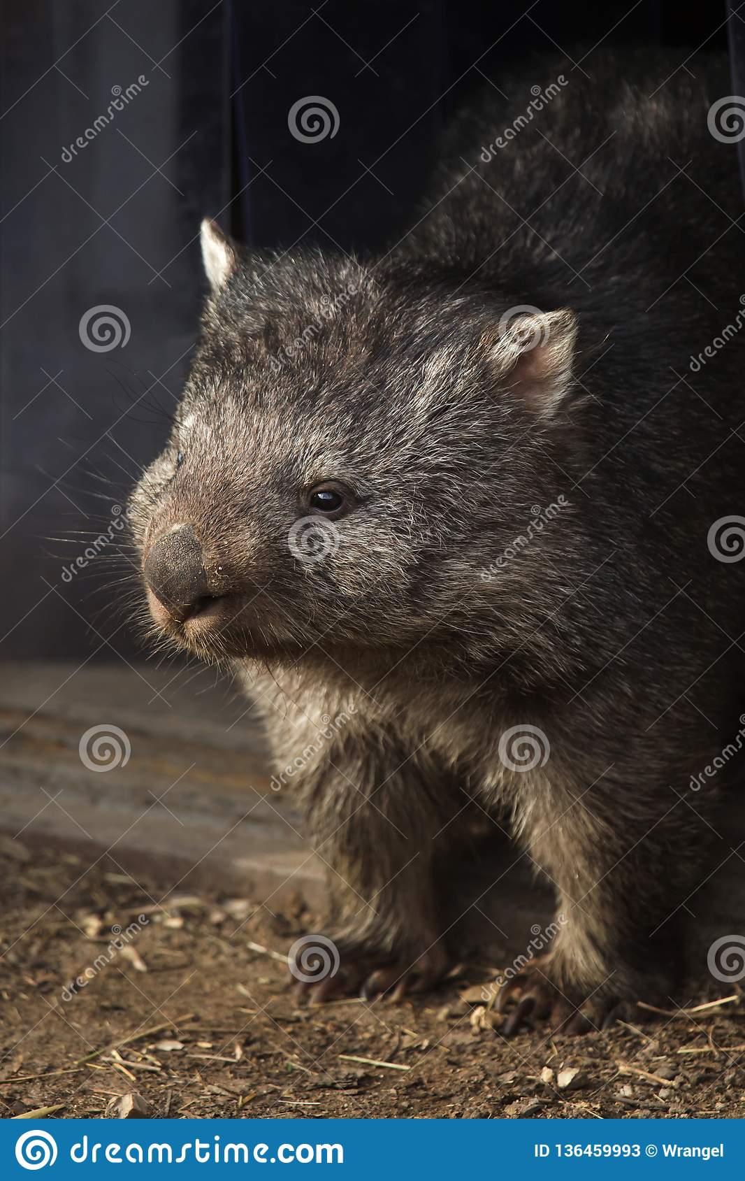 1066x1689  Daxon Quokka в Twitter: \ "Вы EV Вышив мир, когда -либо нуждающийся, ты особенный, любимый и моя жизнь. Люблю тебя ❤🐻😘 @zorbietravel https: //t.co/r553uz8p7t \ "/TwitterСимпатичные обои вомбат Автор: Zoey Mercado