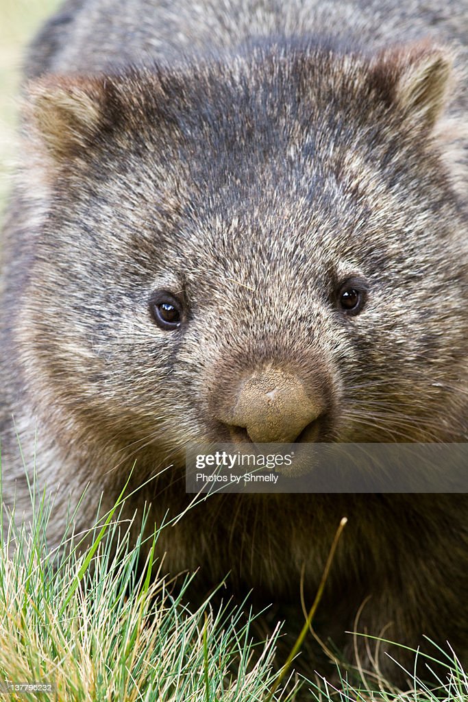 683x1024  685 детские изображения Wombat, Stock Photos \ U0026 Vectors | ShutterStock
