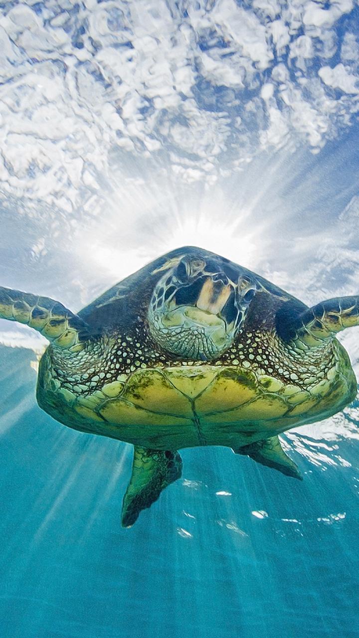 720x1280   Download \ "Turtle \" Wallpapers для мобильного телефона, бесплатный \ "Turtle \ "HD Pictures