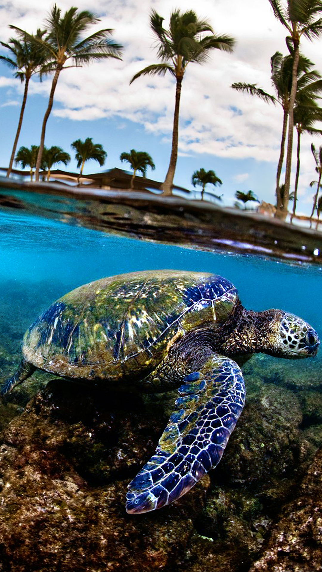 1080x1920  green Turtle в голубом море 4K HD Animals Walpapers | HD обои | ID #52799 