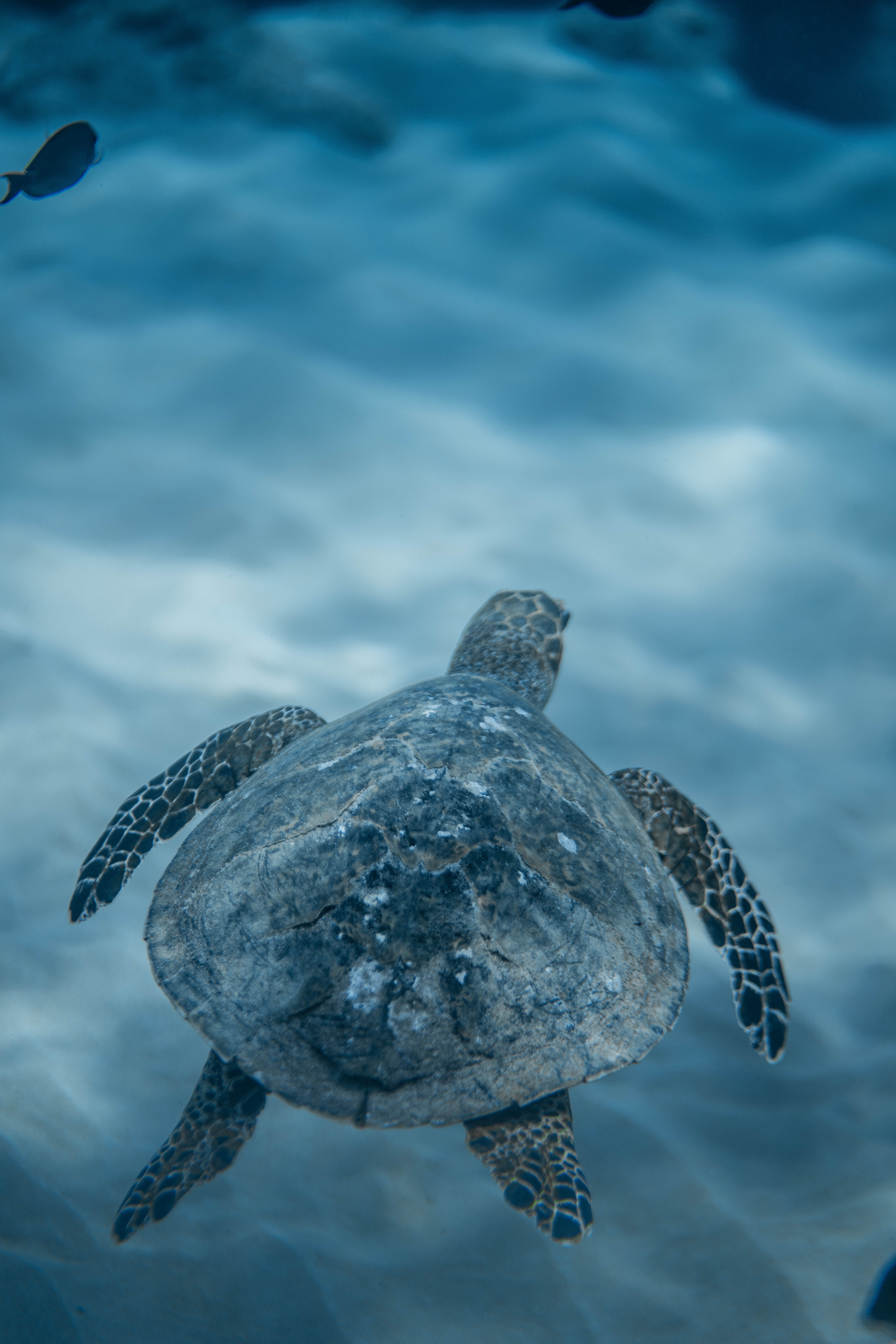5304x7952   265709 Sea Turtle, Turtle, Reptile, Tortoise, Vivo V20 Scensaver, 1080x2400 - Редкая галерея HD Wallpapers