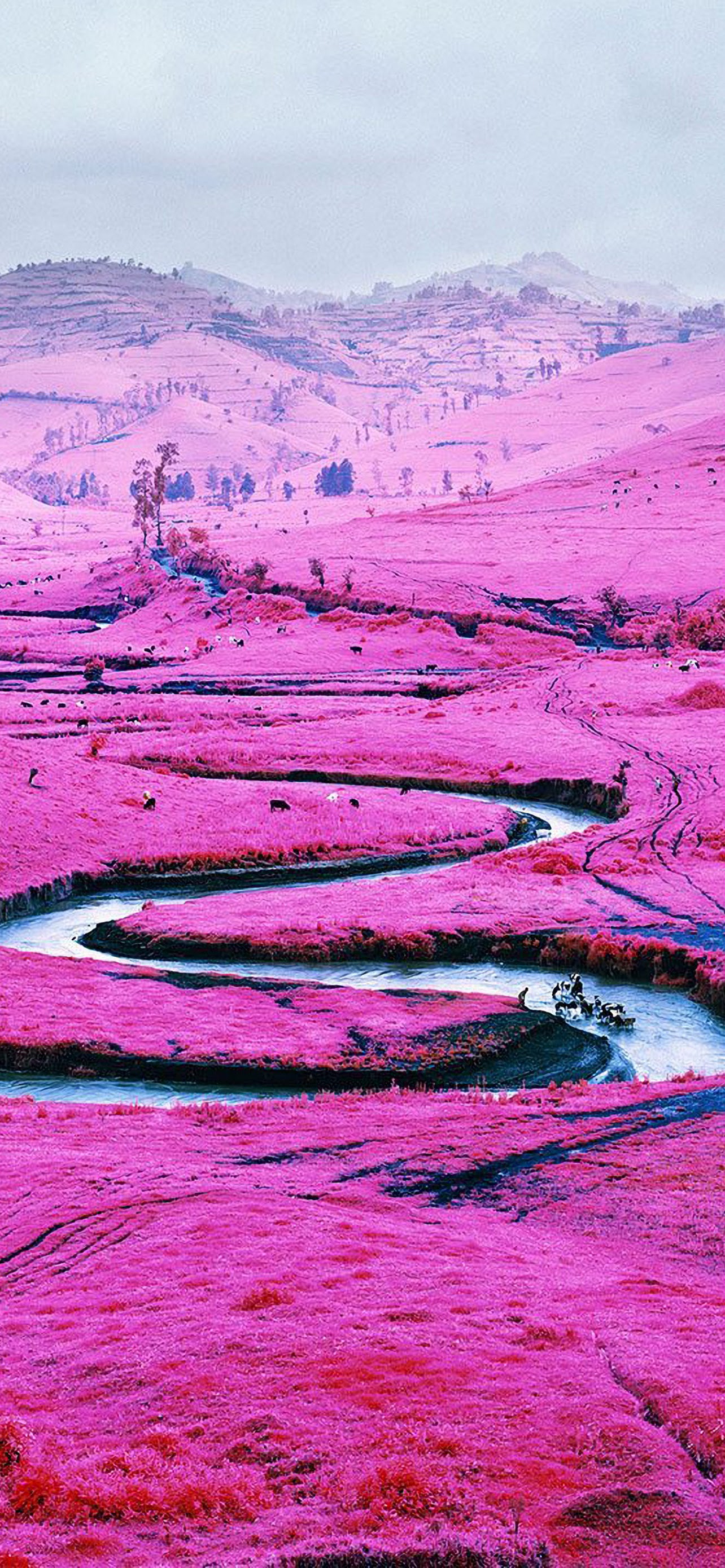 1284x2778  congo movie iphone обои, опубликованные Кристофером Уокером 