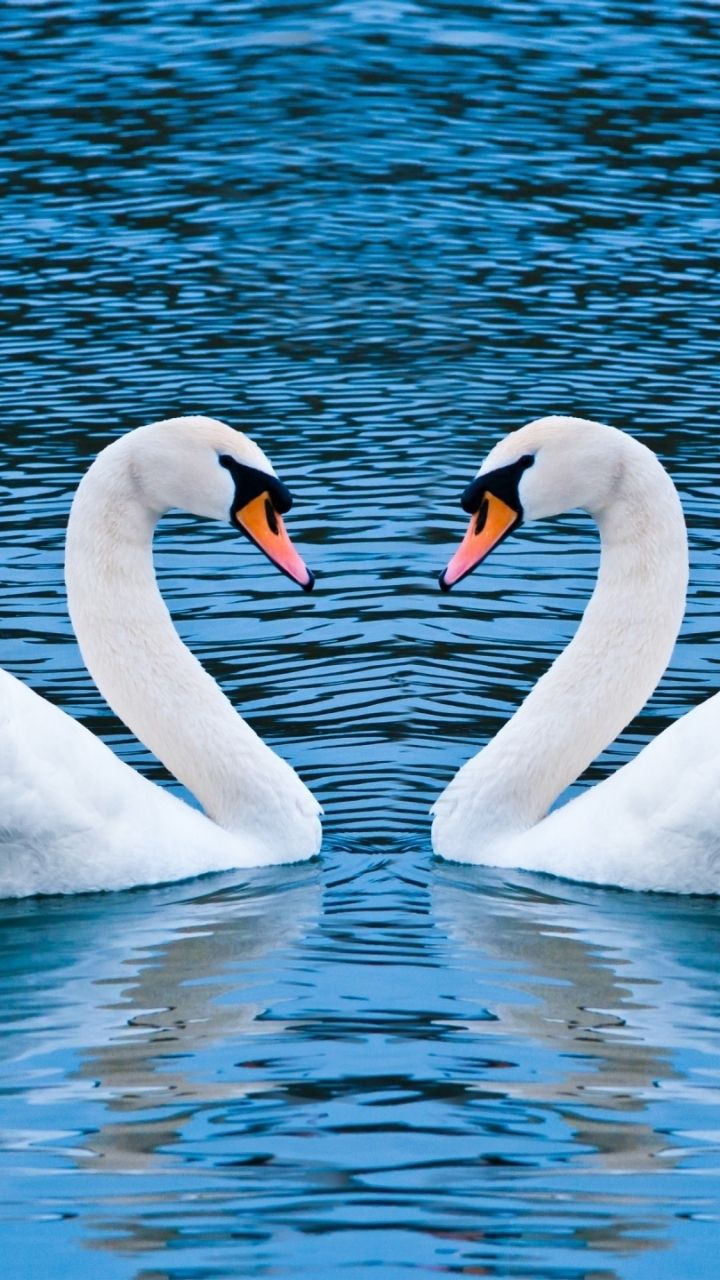 720x1280   500+ Swan Pictures [HD] | Скачать бесплатные изображения на unsplash
