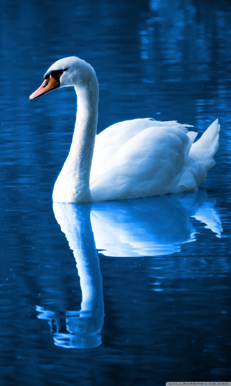 768x1280   500+ Swan Pictures [HD] | Скачать бесплатные изображения на unsplash