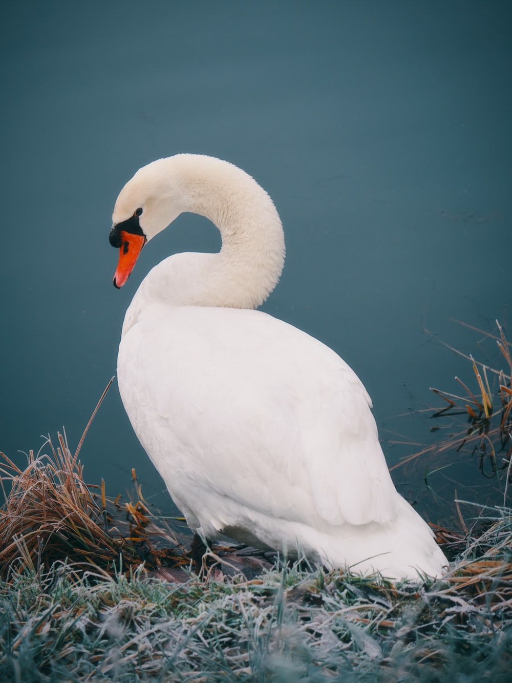 1000x1333  pretty в розовых обоях лебедя | Swans Art, Swan Ortwork, Swan Wallpaper